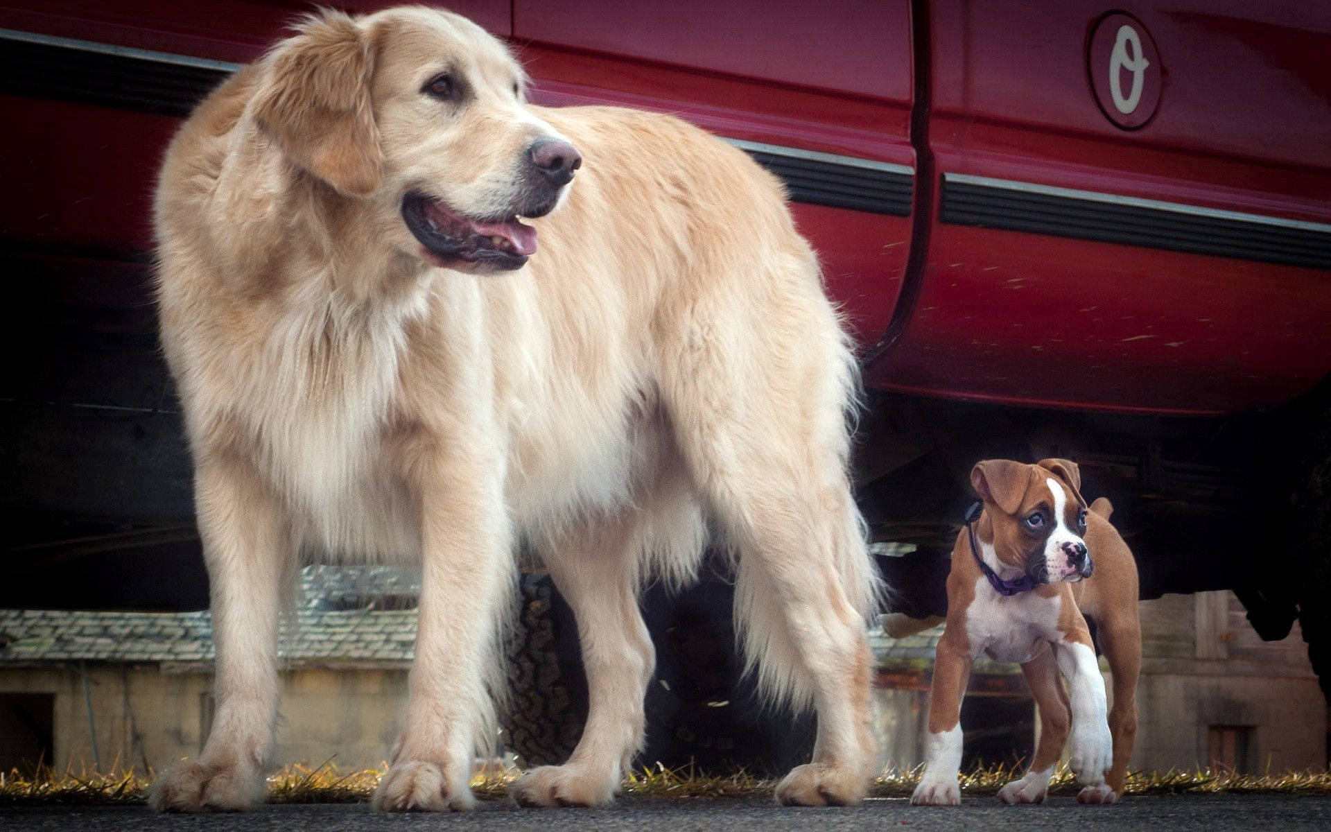 赤い車のそばにいるゴールデンの犬とブルドッグの子犬の壁紙