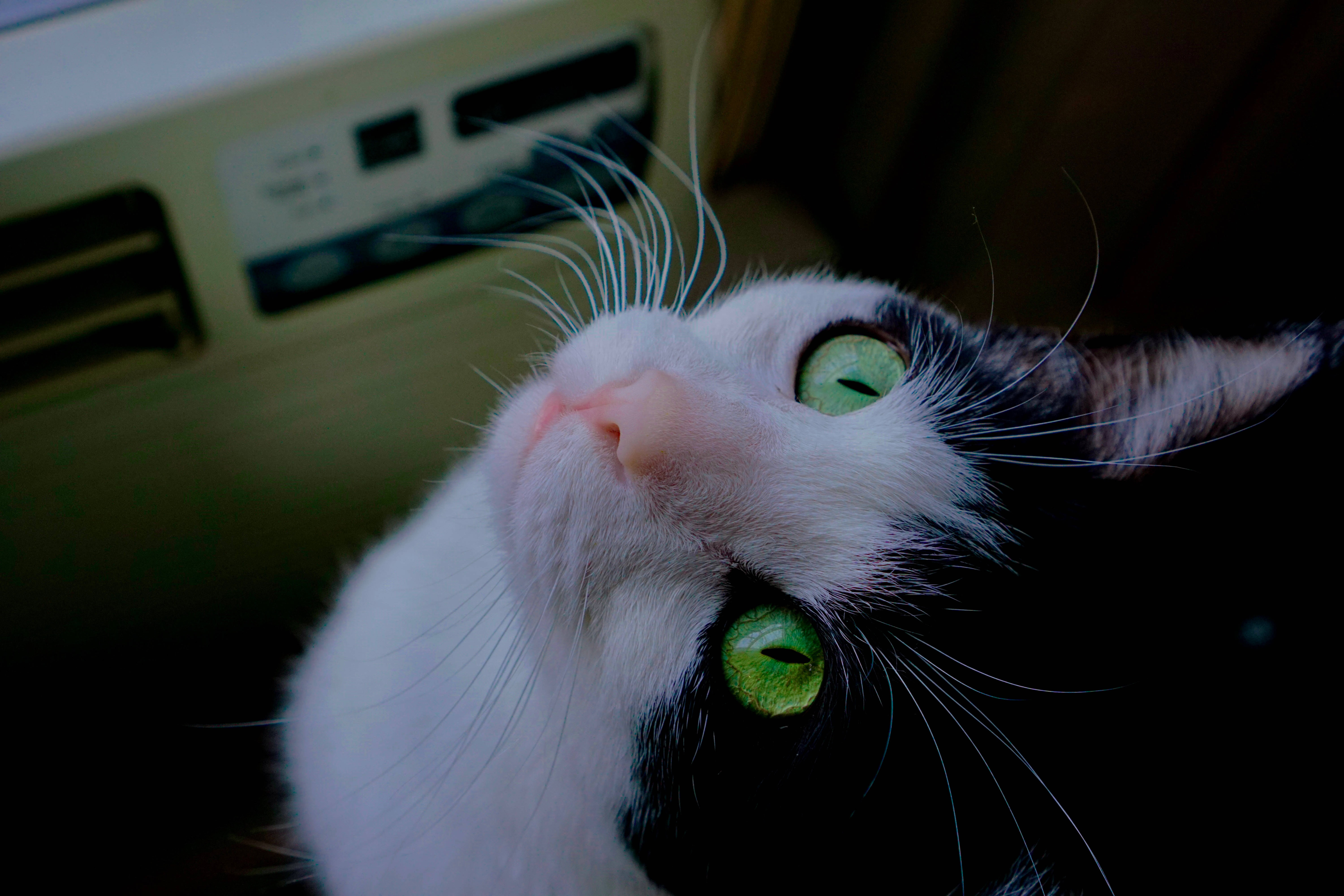 車内の美しい猫 壁紙