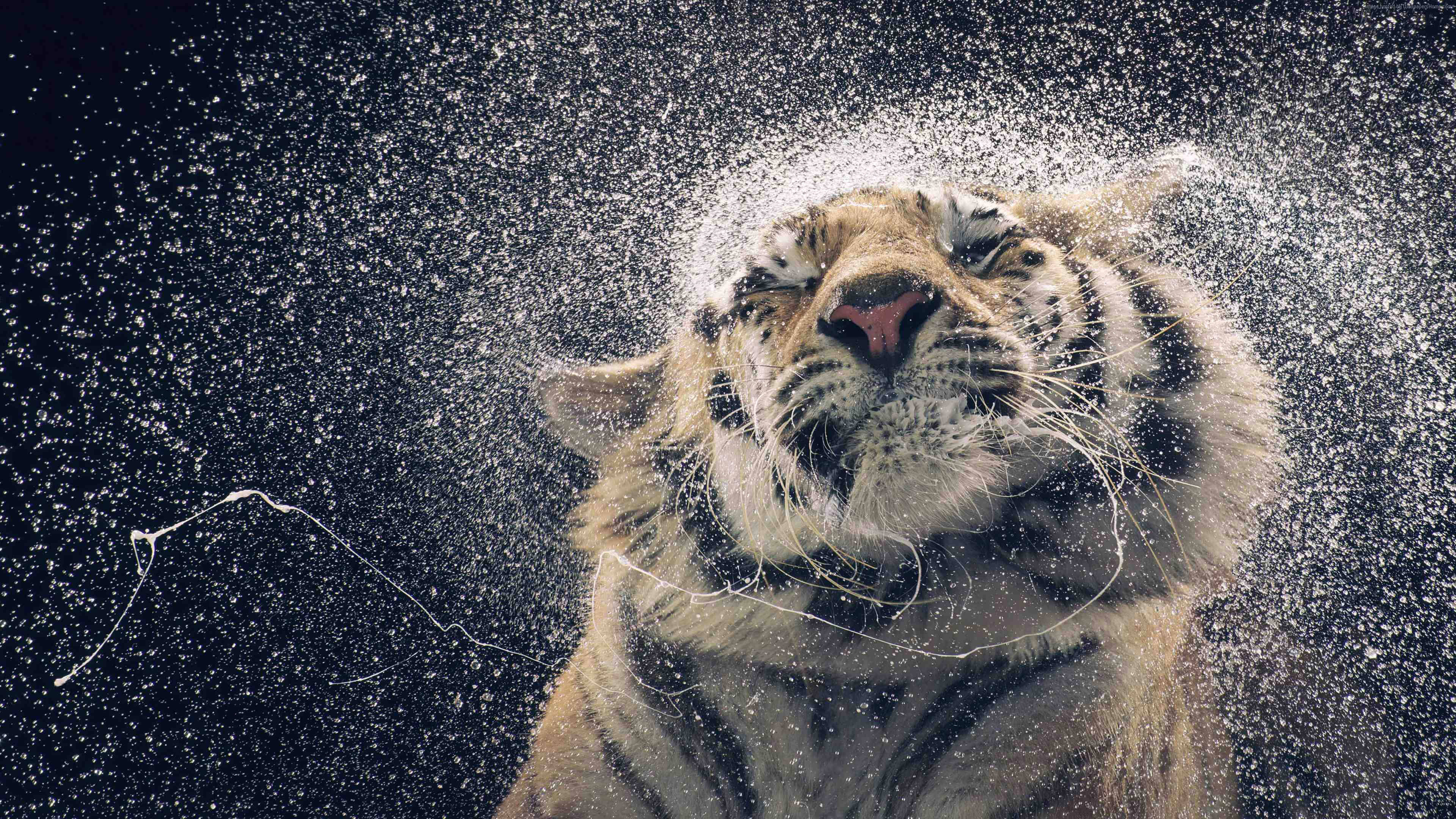 迫力満点HD 水しぶきをあげるトラ 壁紙