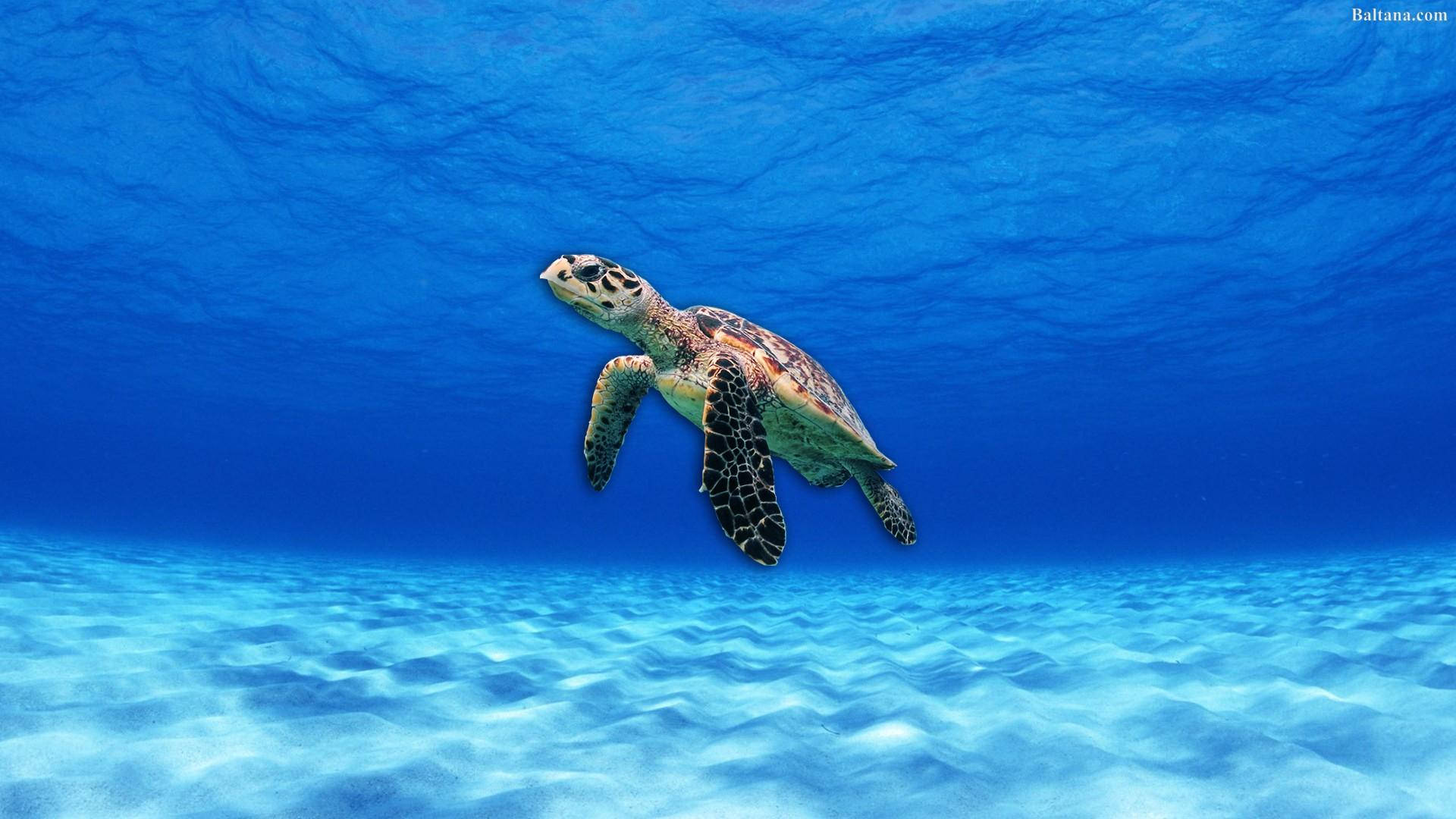 透き通る青い海を泳ぐウミガメ 壁紙