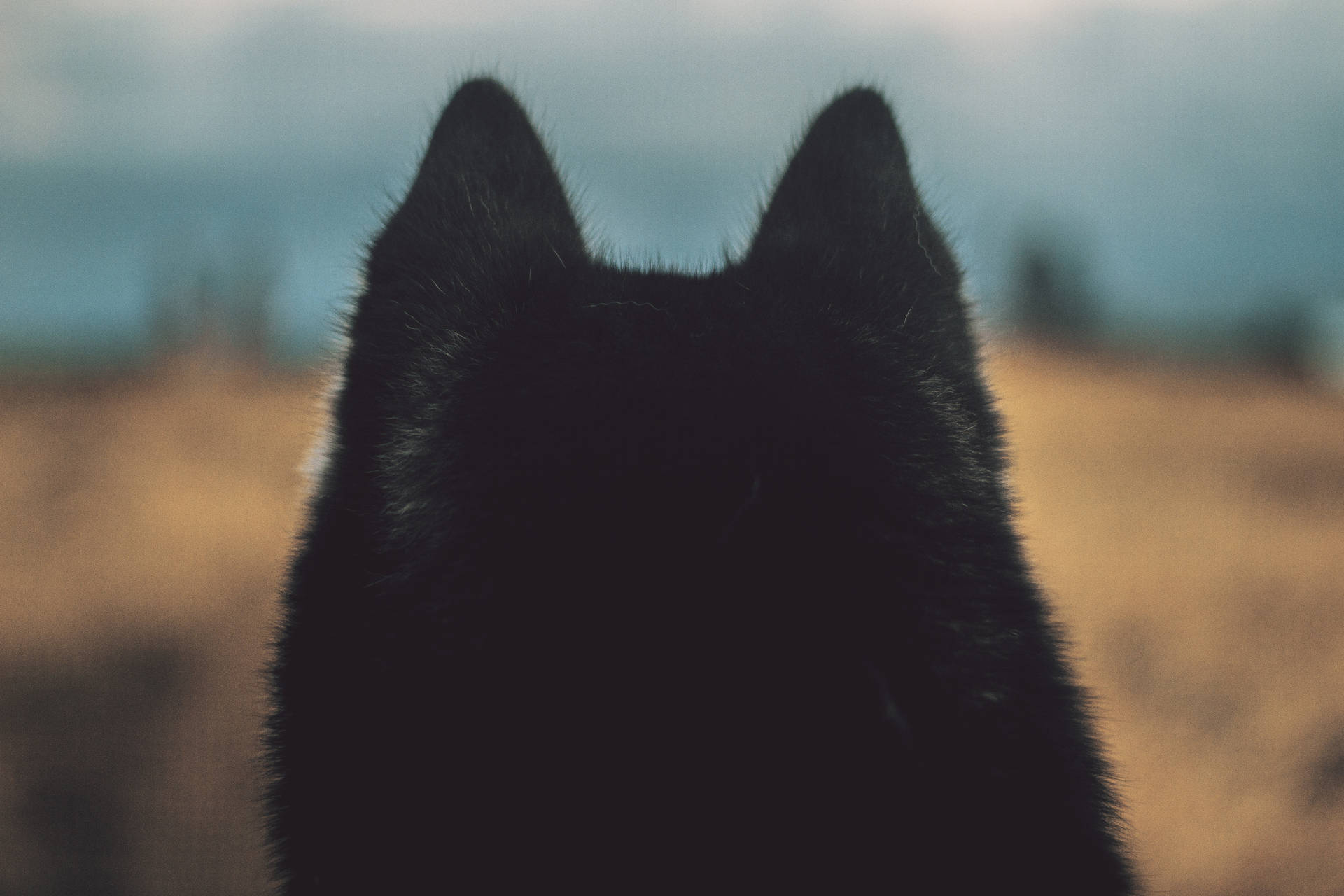 毛むくじゃらの黒い犬の頭の後ろ姿の壁紙