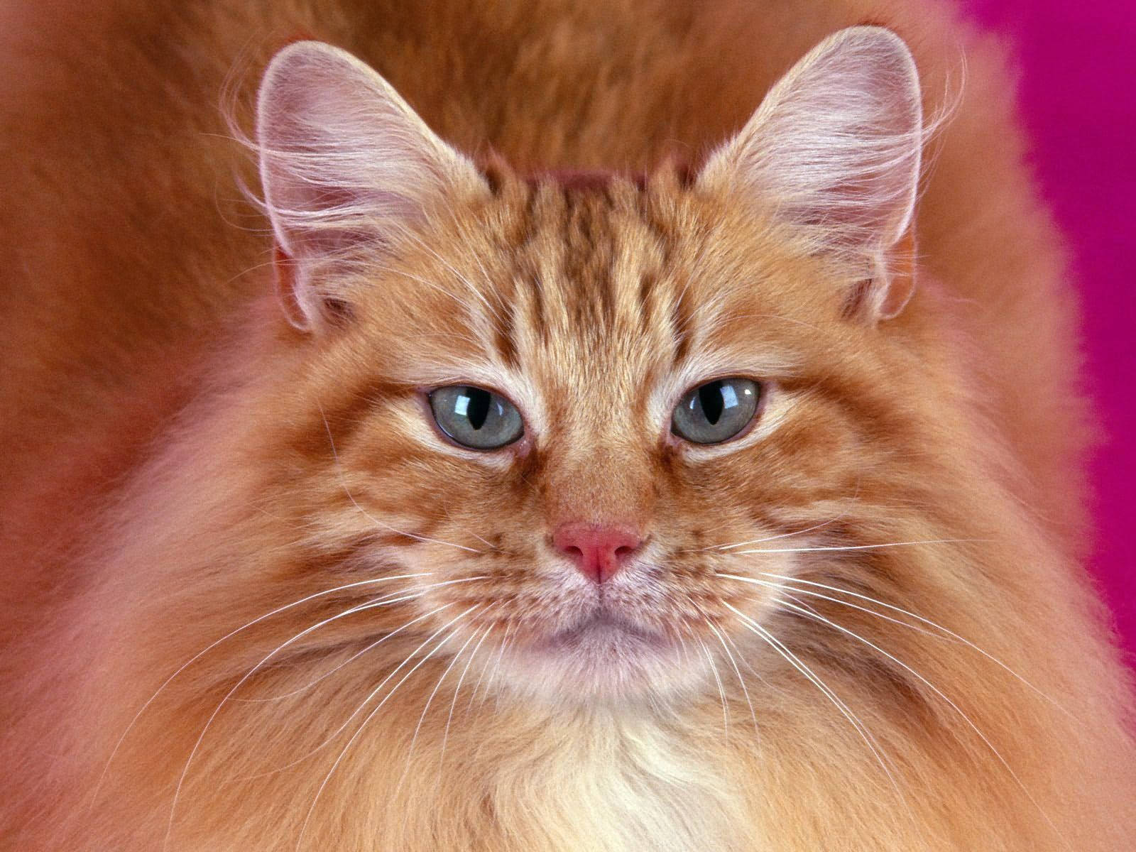 ふわふわの毛と毛むくじゃらの鼻先を持つオレンジの猫があなたを見つめています。可愛い動物ペット。