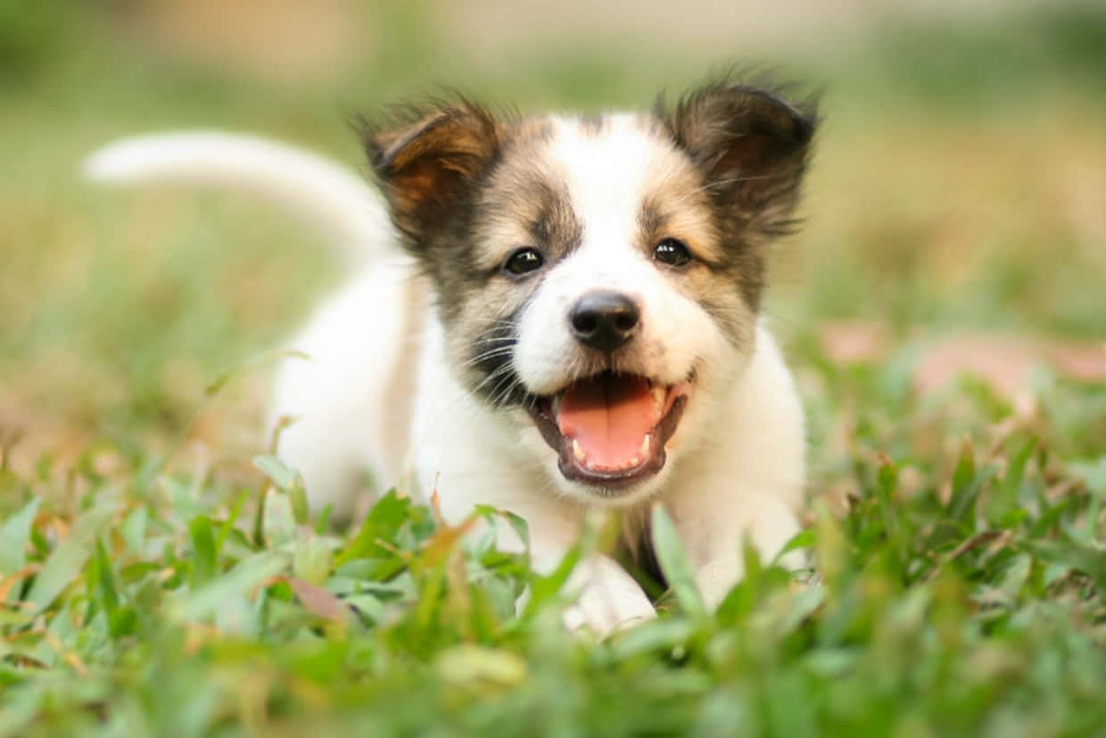 遊び心あふれる子犬の写真 壁紙
