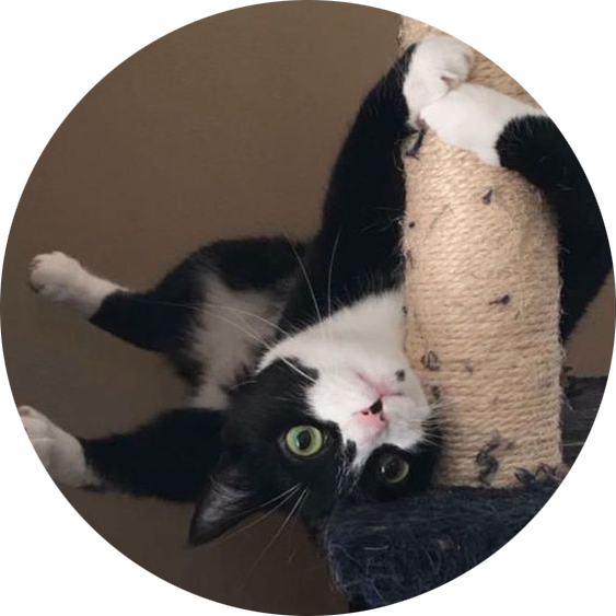遊び心たっぷりの白黒猫、逆さまに 壁紙