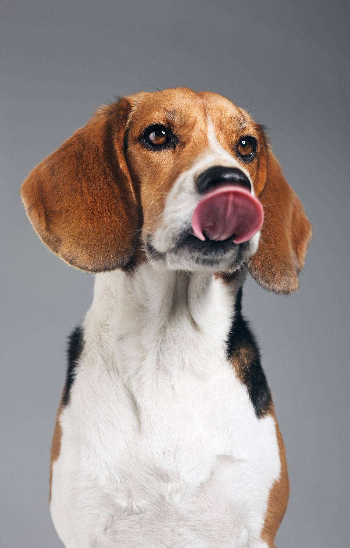 遊び心たっぷりビーグル犬が舐める姿 壁紙