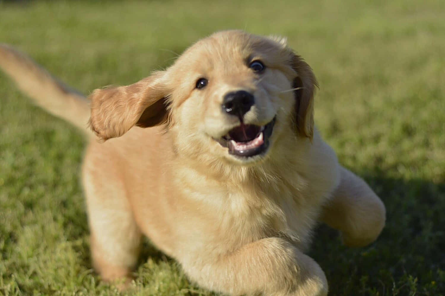 遊ぶゴールデンレトリバーの子犬の写真 壁紙