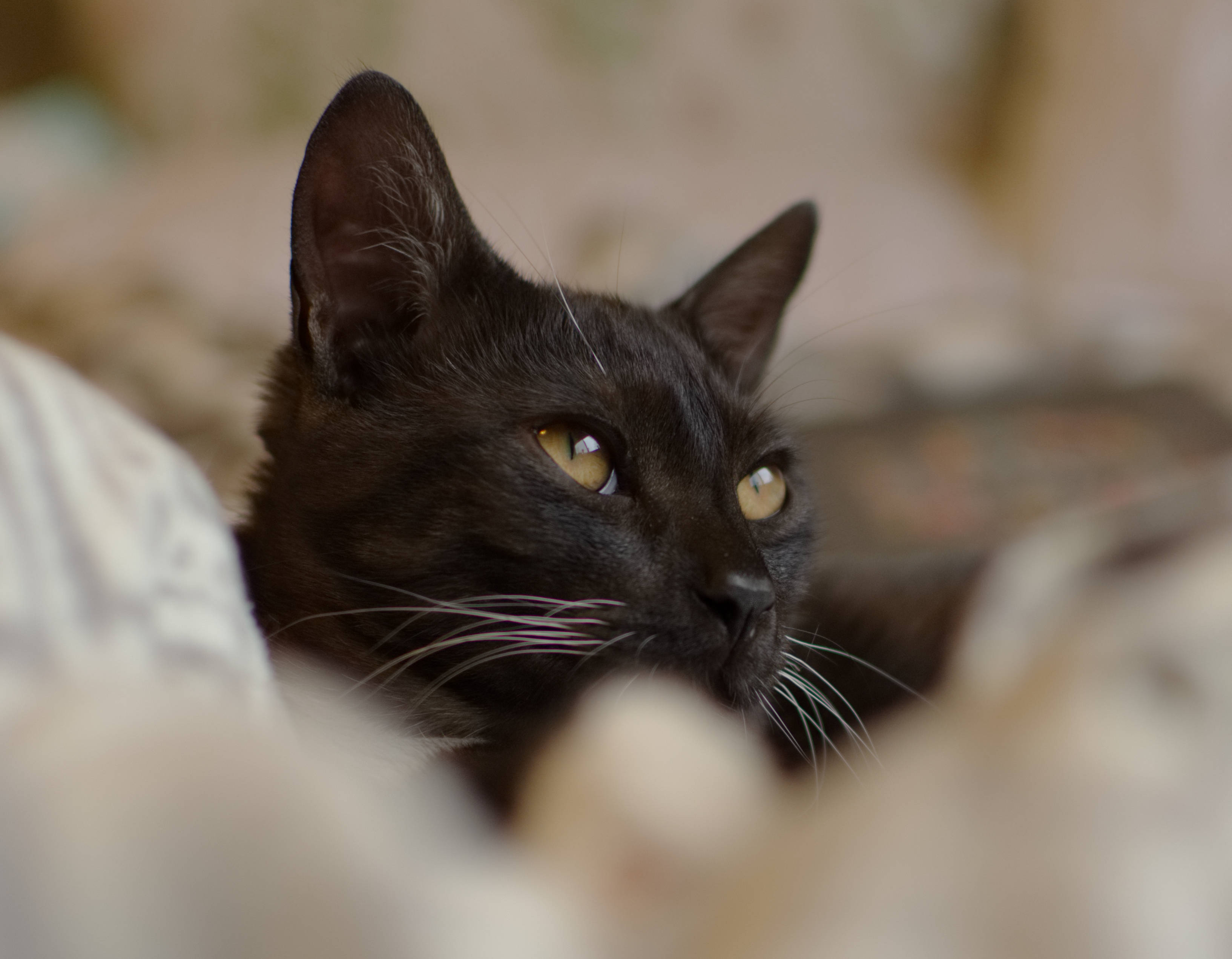 遠くを見つめる黒猫 壁紙