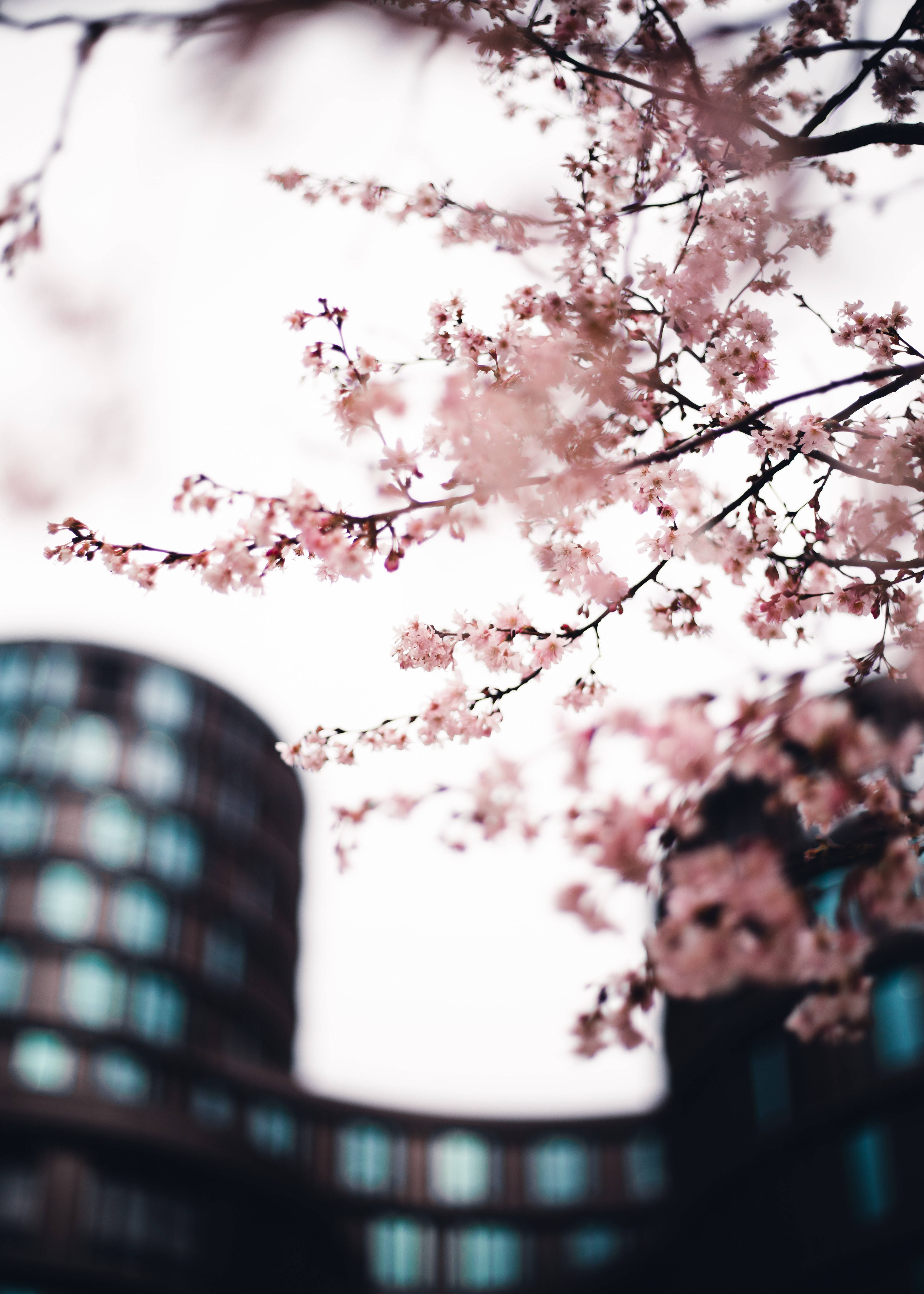 都会の桜、日本の春 壁紙