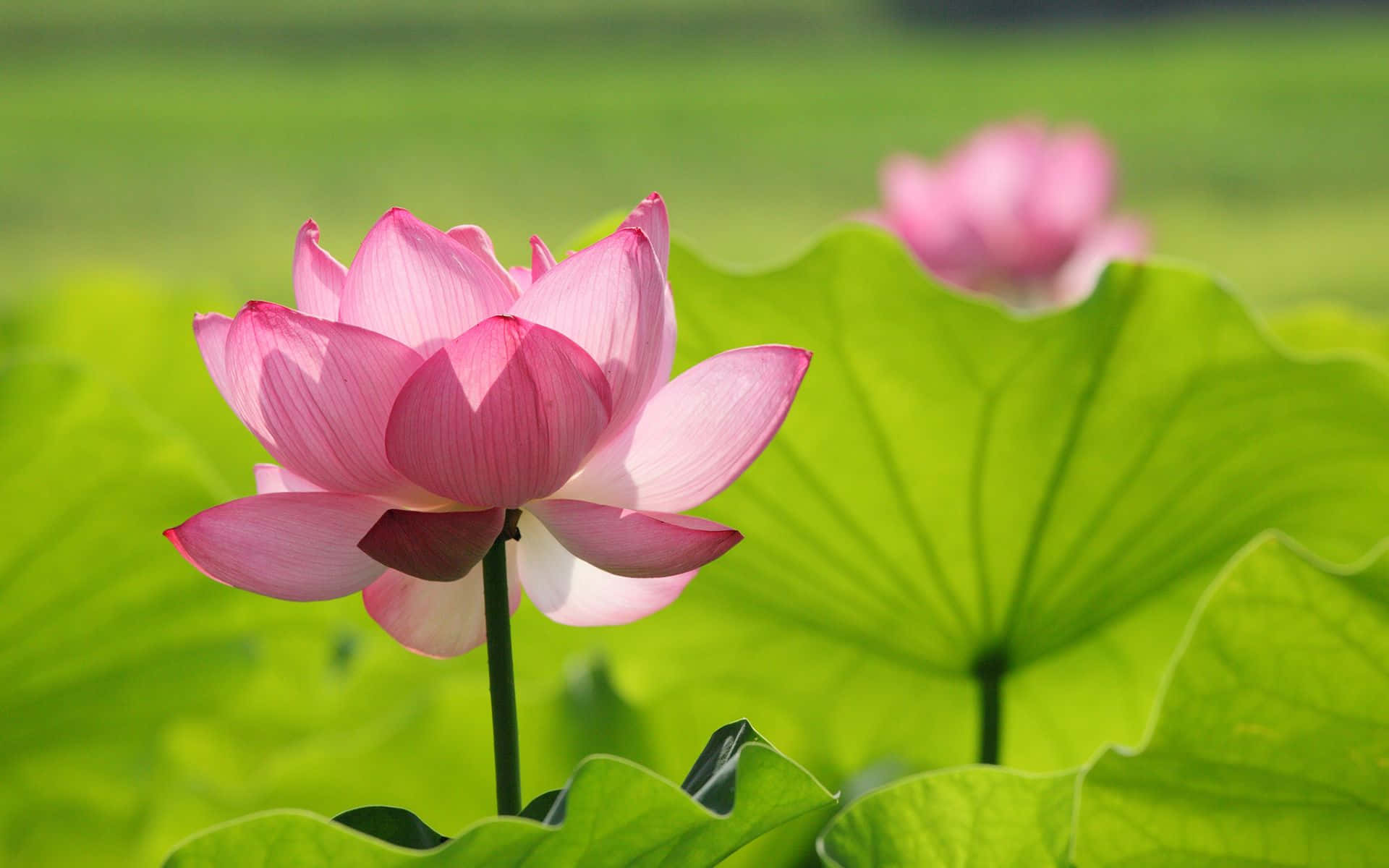 野原に咲く蓮の花 壁紙