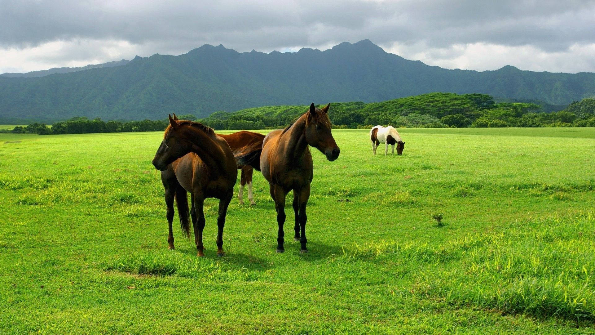 大草原で草を食む馬たちの壁紙