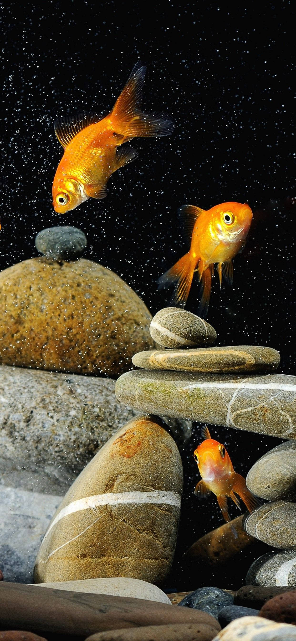 金魚と岩 壁紙