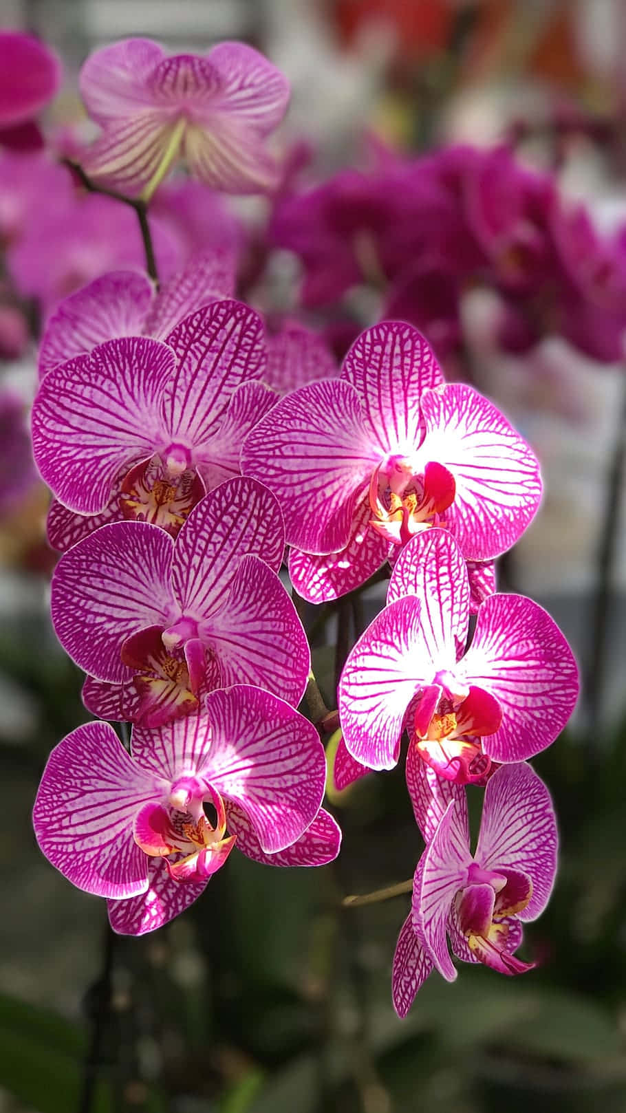 鉢植えの蘭の花々 壁紙