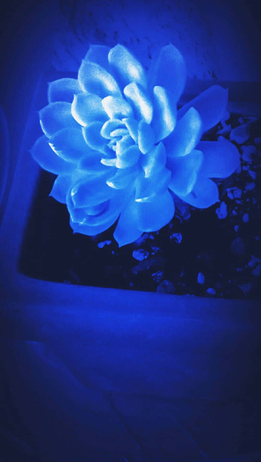 鉢植えの青い花 壁紙