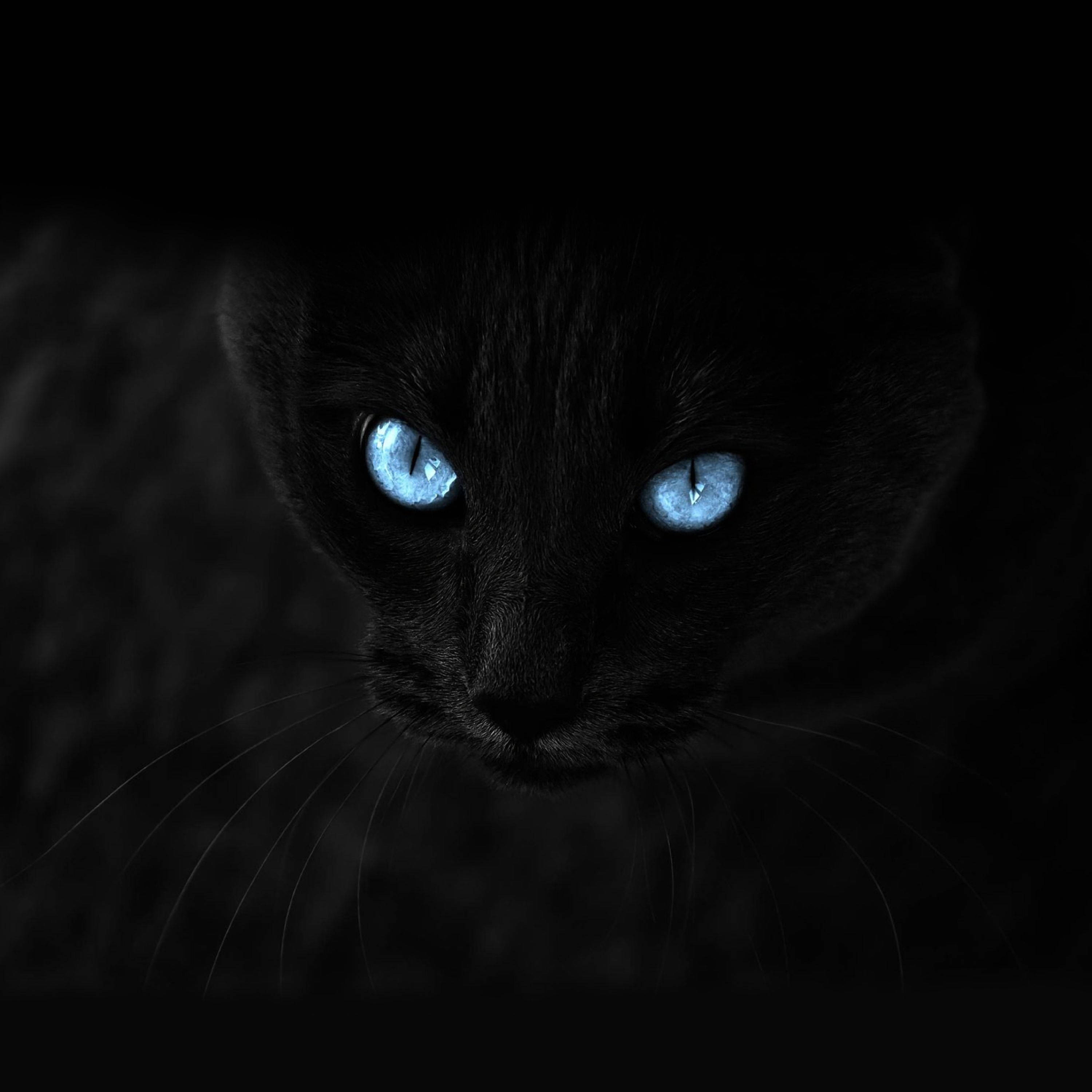 鋭い猫の目スクリーンセーバー 壁紙