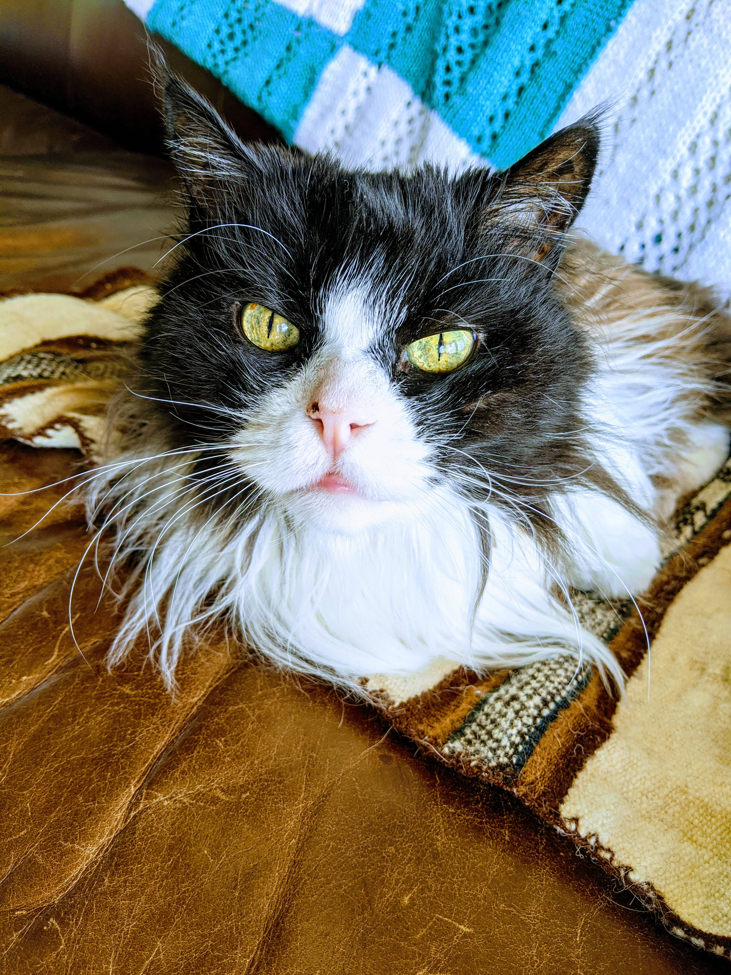 長い毛を持つ美しい猫 壁紙