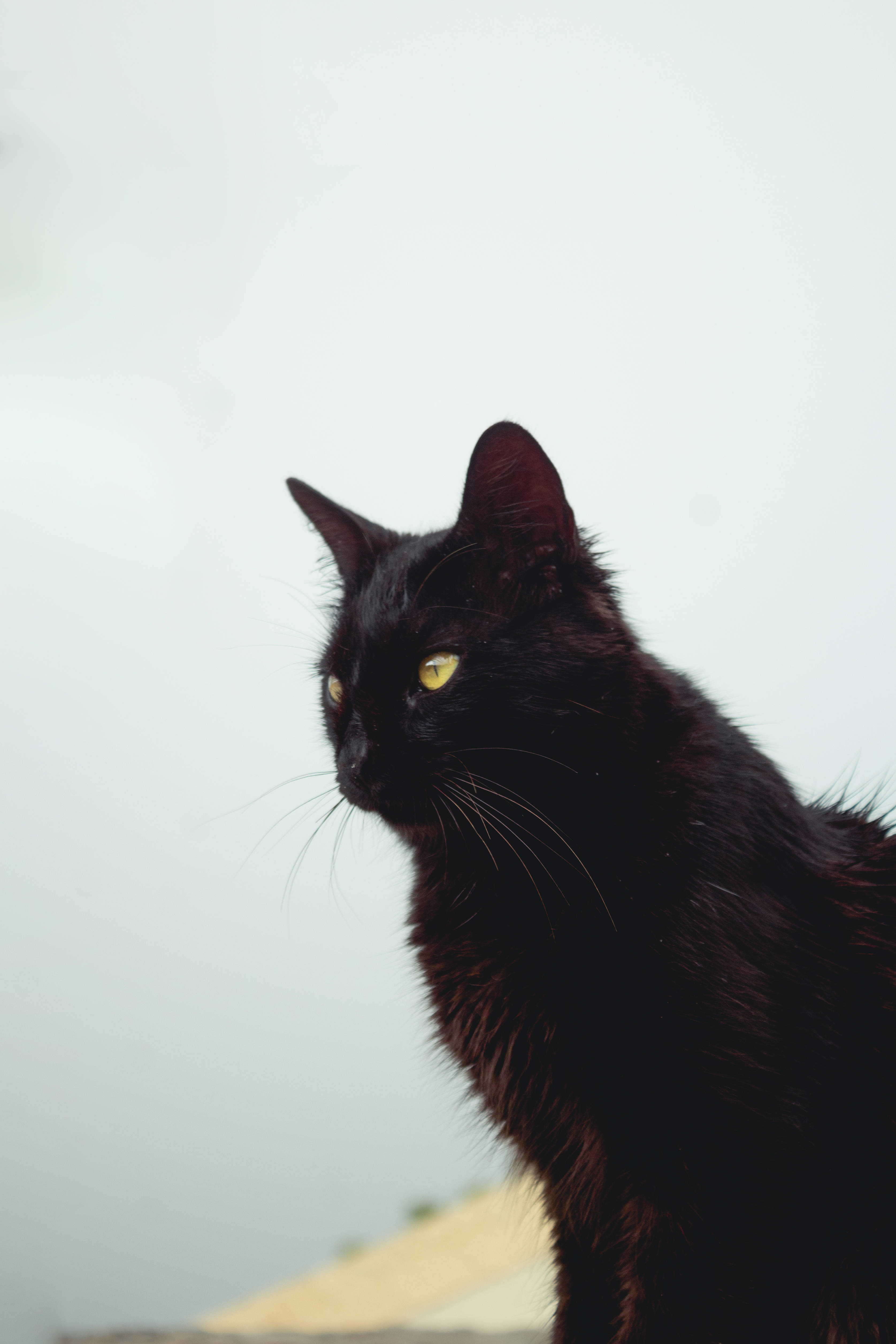 長毛の黒猫 壁紙