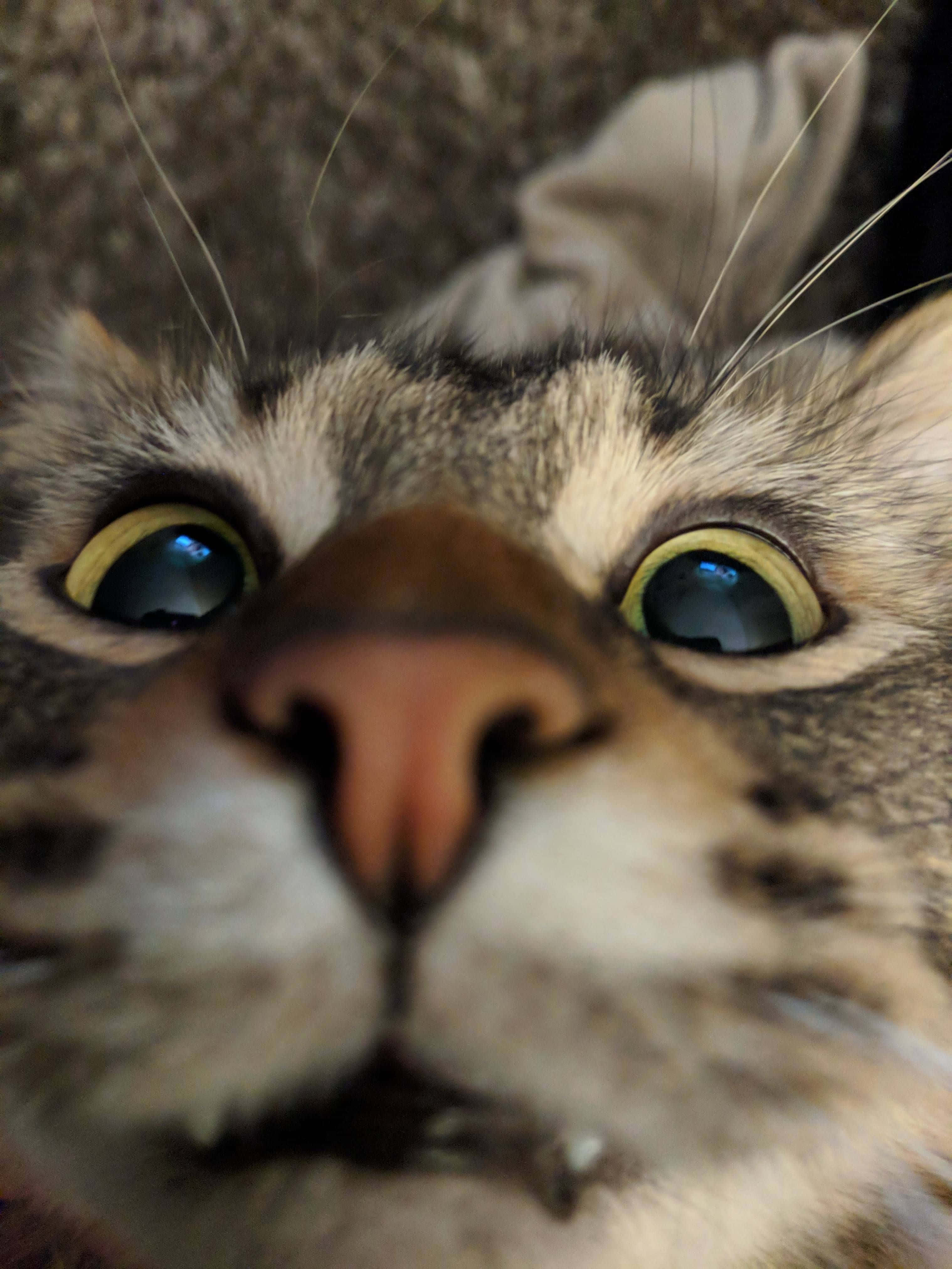 間抜け顔のかわいい猫のプロフィール画像 壁紙