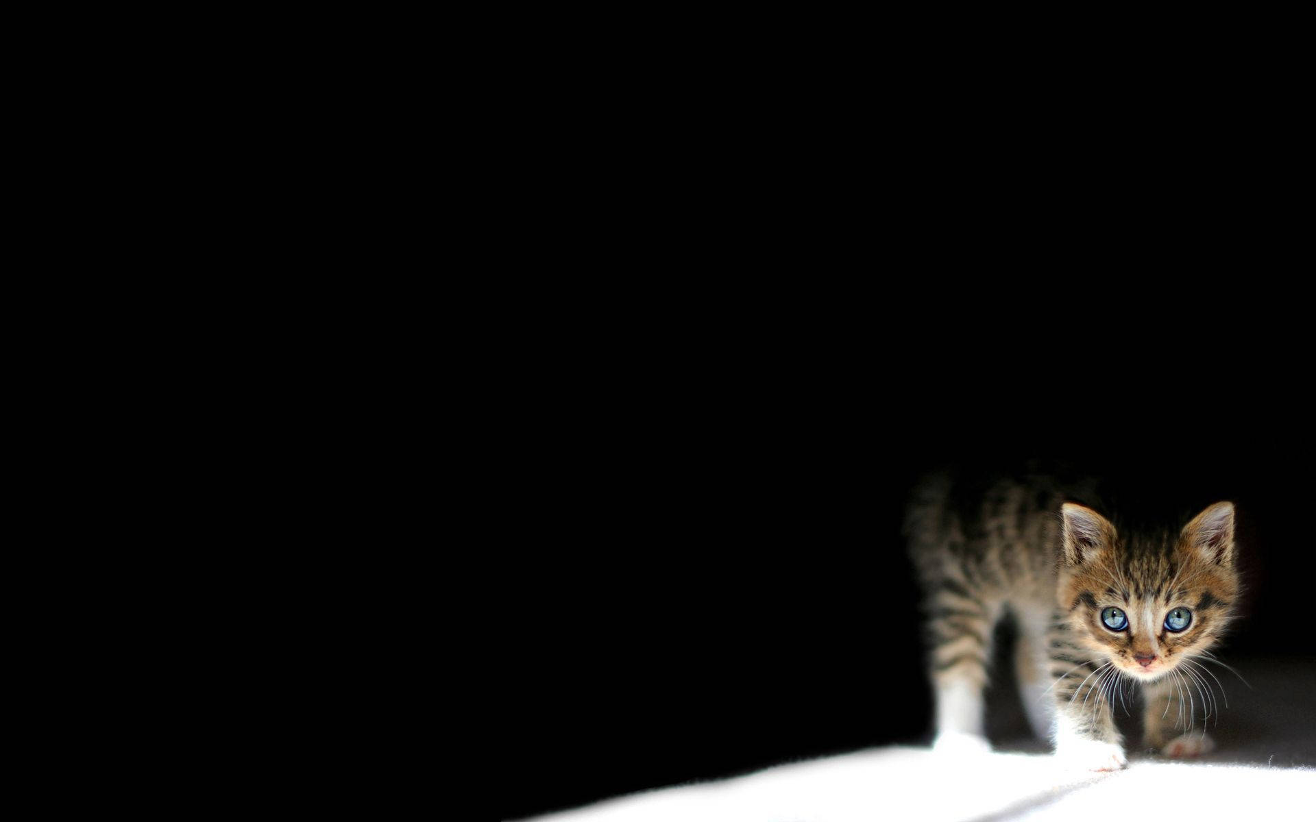 闇の中の子猫 壁紙