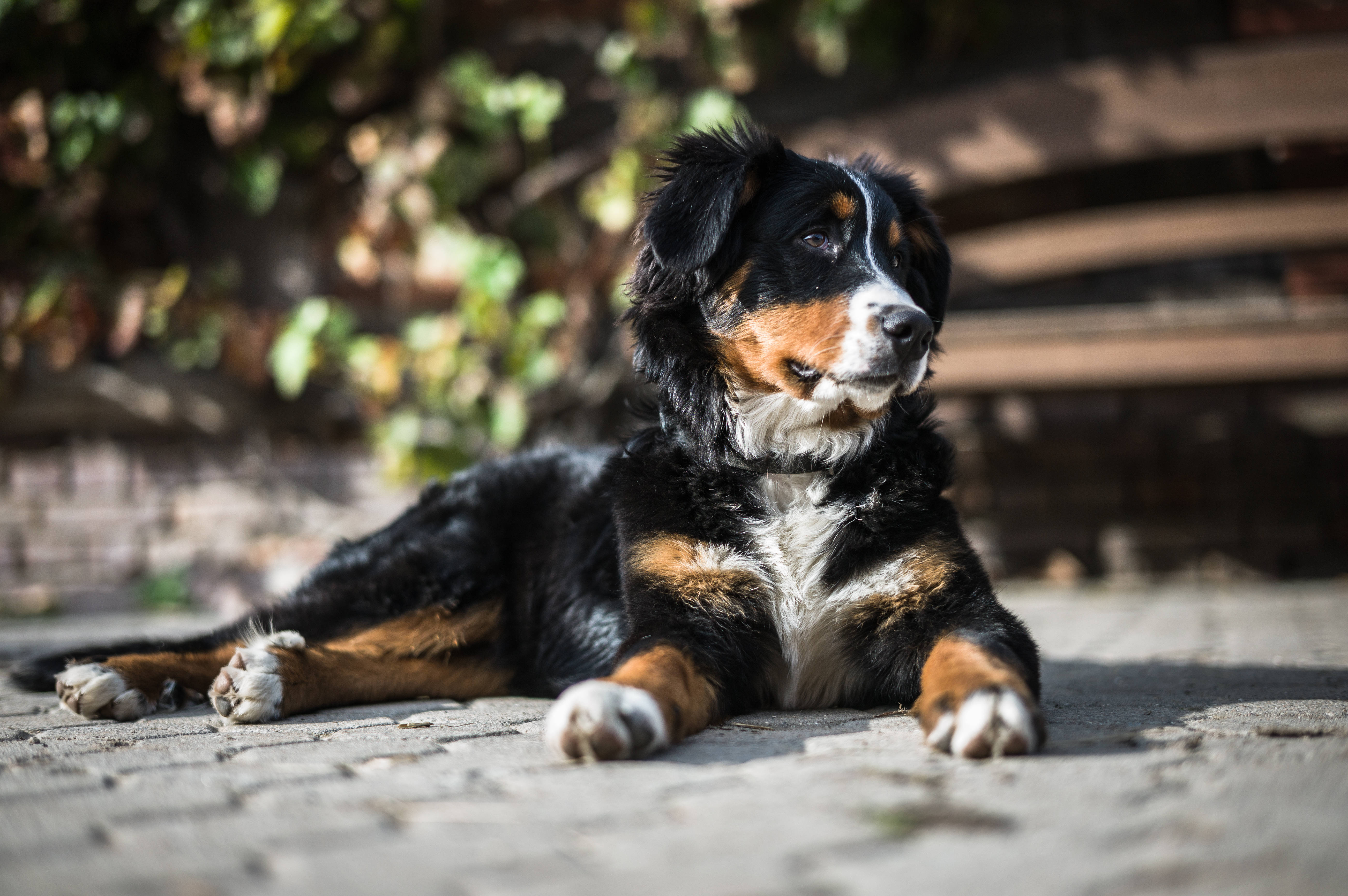 陽の下の可愛いバーニーズ犬 壁紙