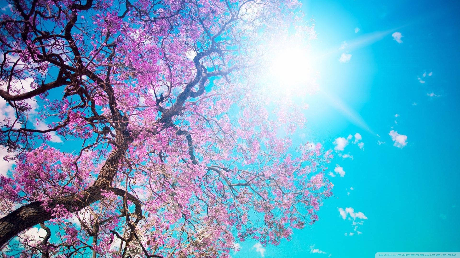 陽光桜 壁紙