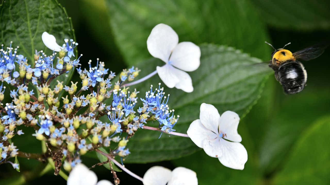 雄大な霧の森 壁紙