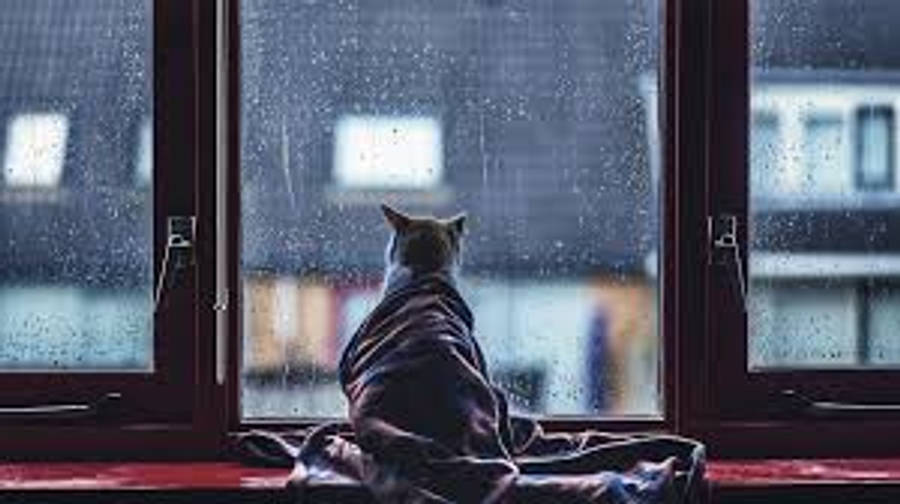 雨を見つめる猫の美しい写真 壁紙