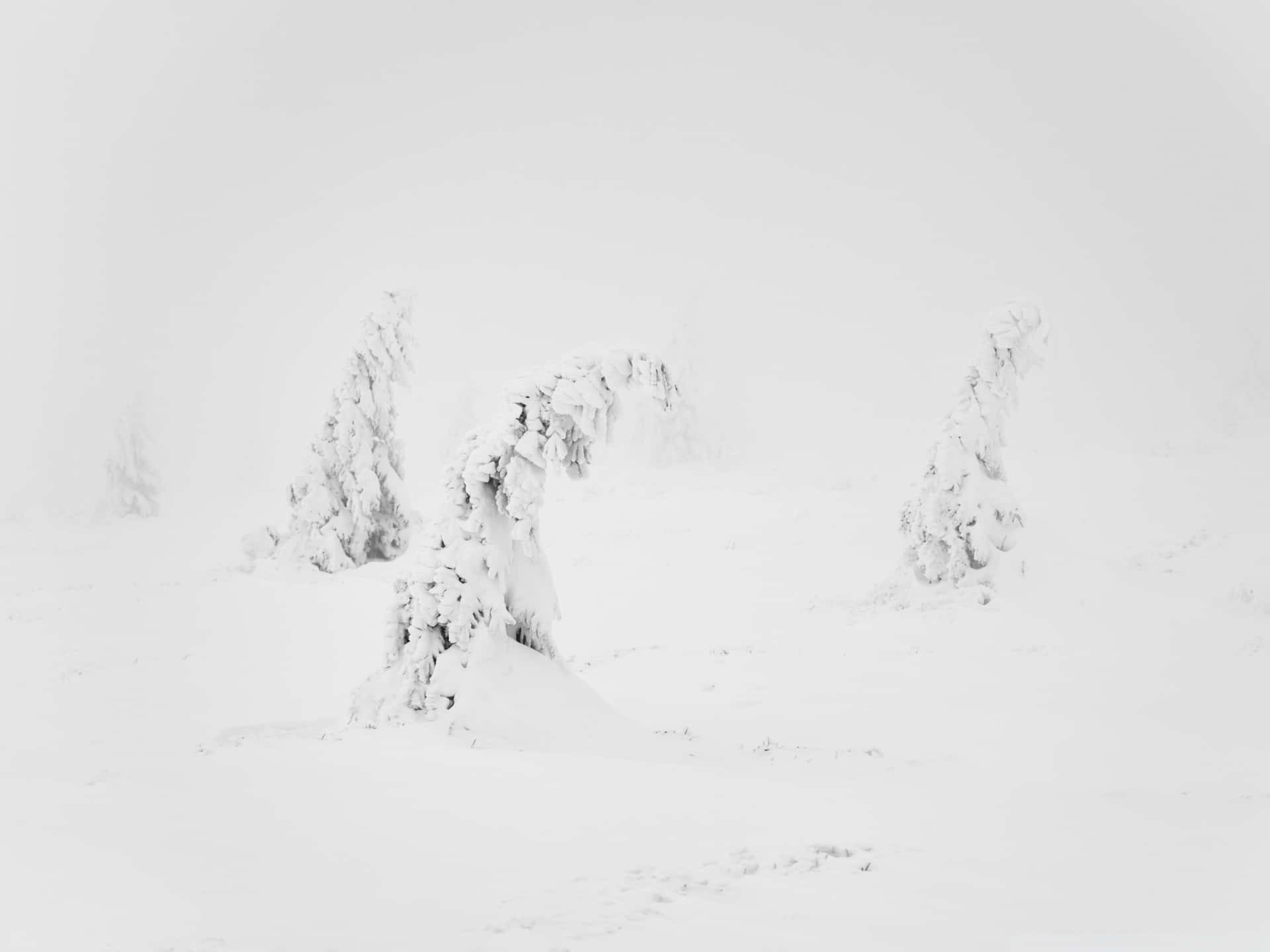 雪に覆われた丘の美しさを楽しむ。 壁紙