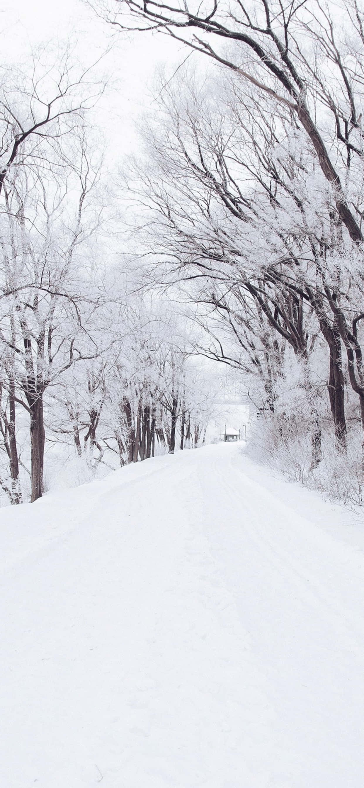 雪に覆われた小道 iPhone XS Max 冬の背景 壁紙