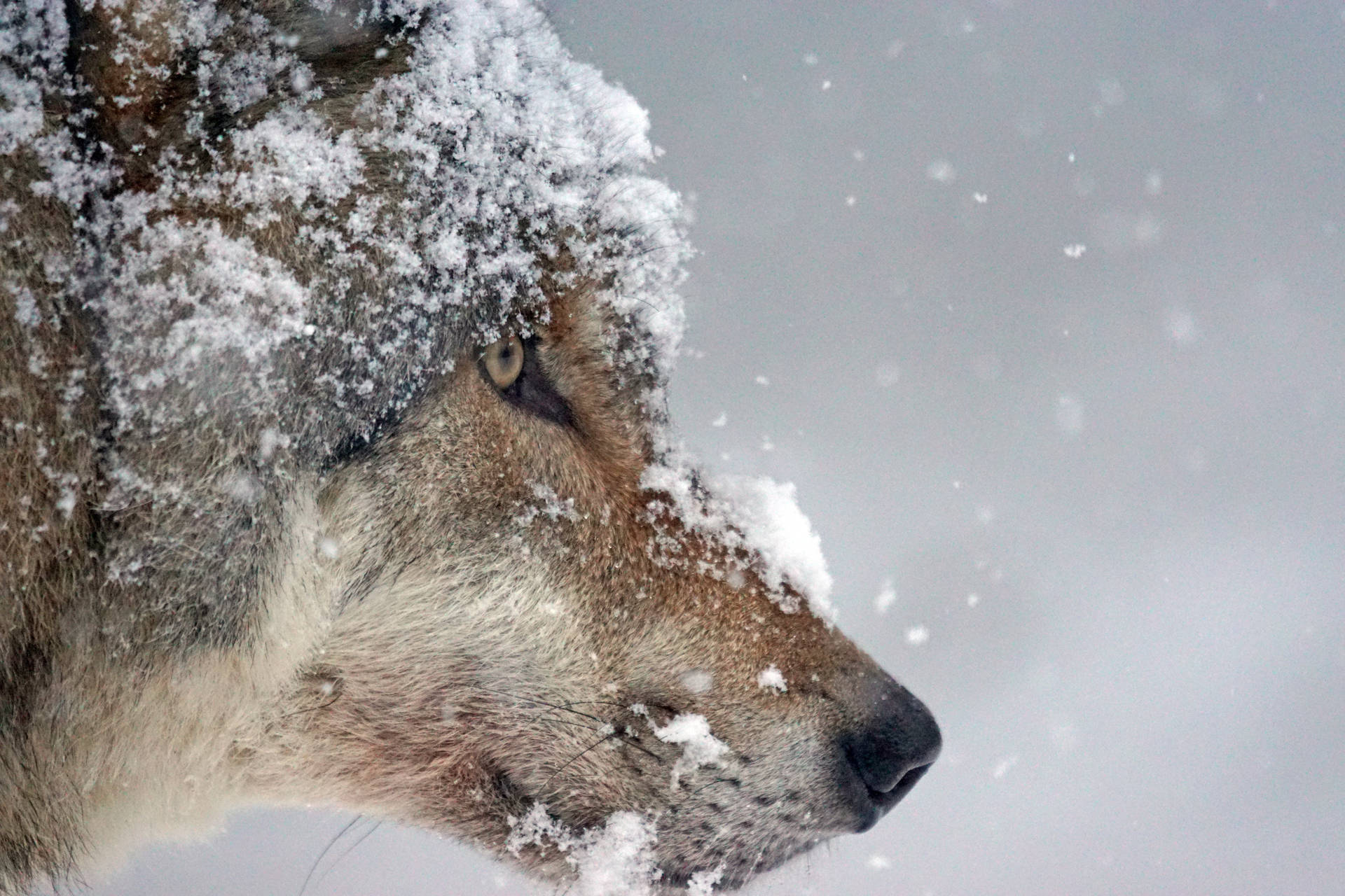 雪に覆われたオオカミの頭の壁紙。