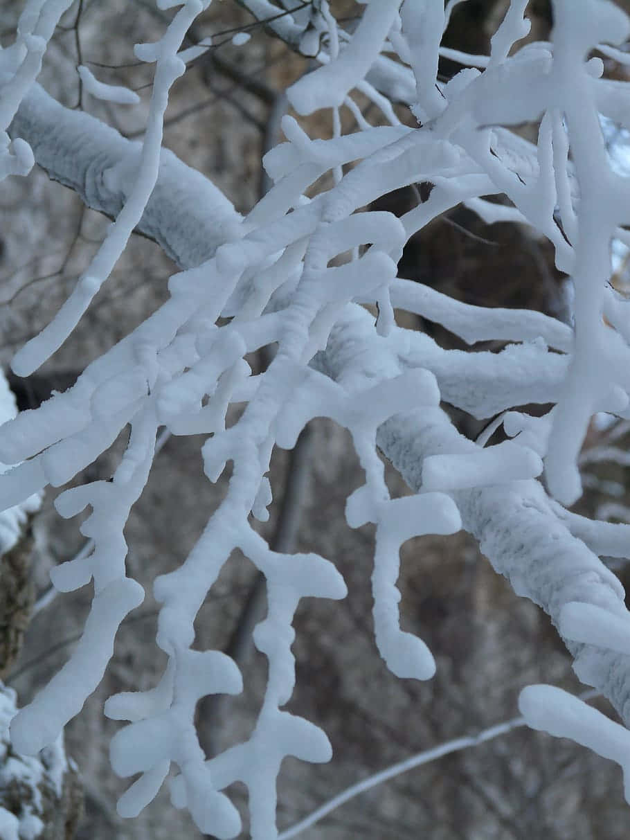 雪に覆われた木の枝 壁紙