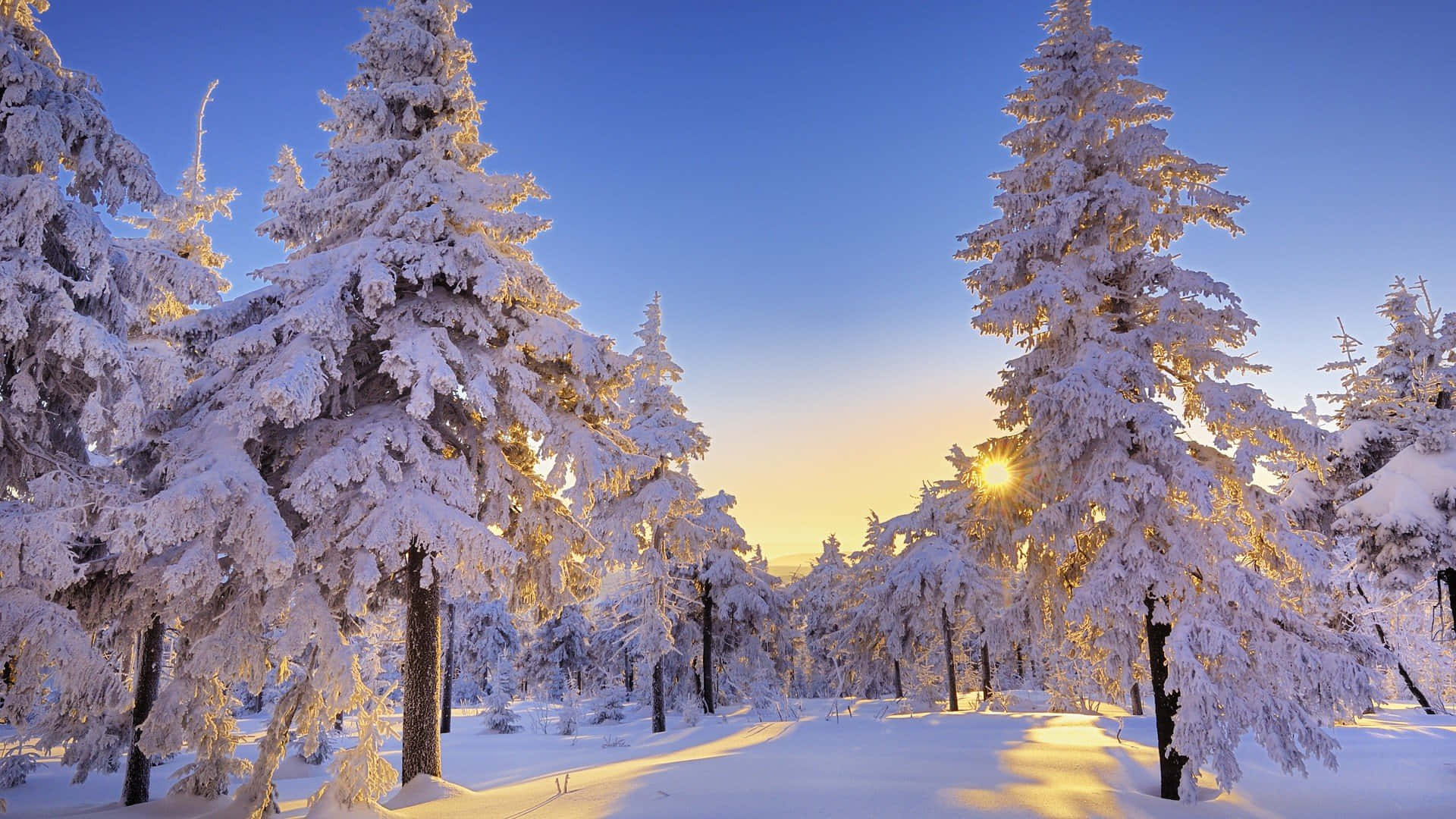 雪に覆われた森に太陽が差し込む風景 壁紙