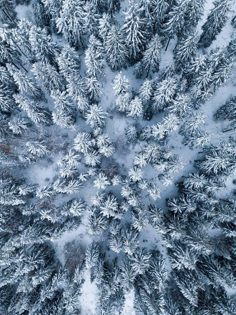 雪に覆われた森の俯瞰ビュー iPad Pro 壁紙