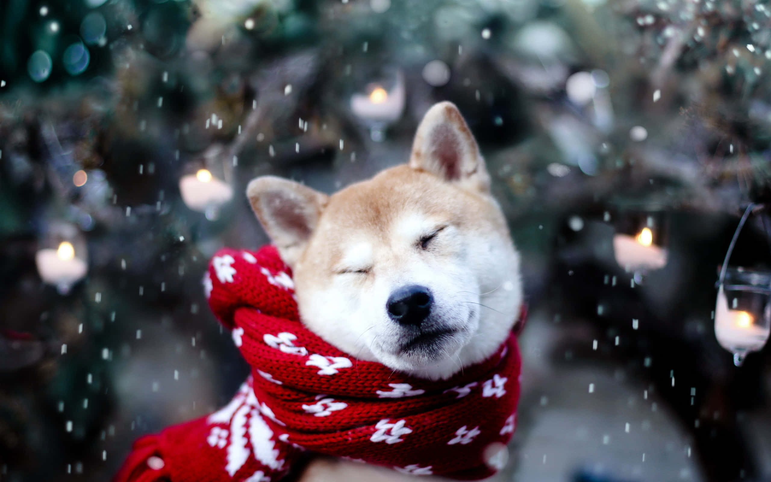 雪のクリスマス 柴犬 壁紙