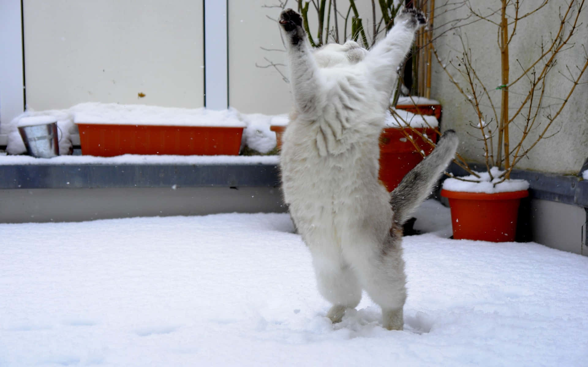 雪の上の猫のダンス 壁紙