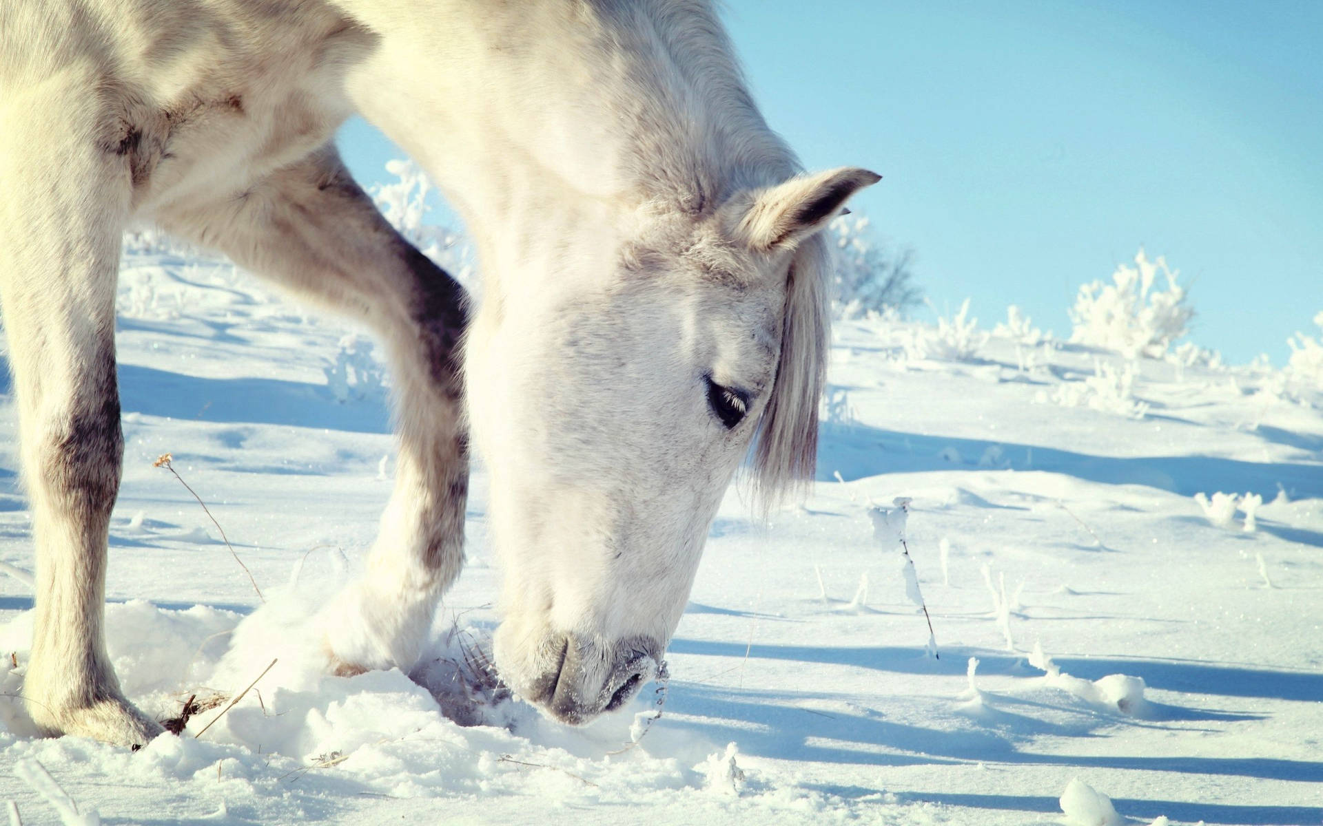 雪の中で草を食べる白い馬の壁紙