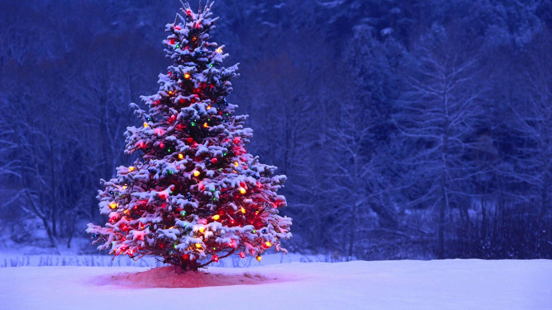 雪の中のクリスマスツリー、ライトが灯る 壁紙