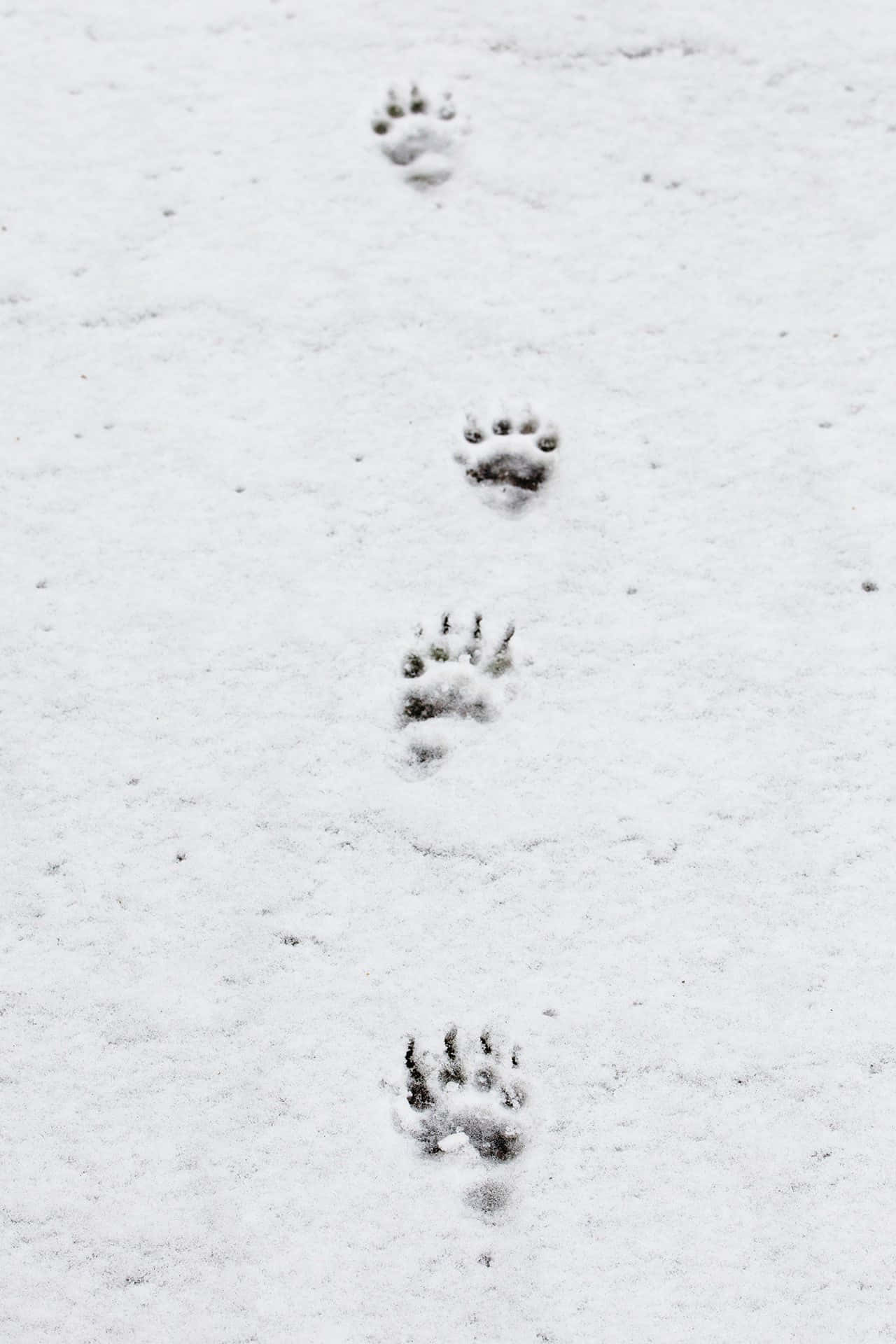 雪の中の一対の足跡 壁紙