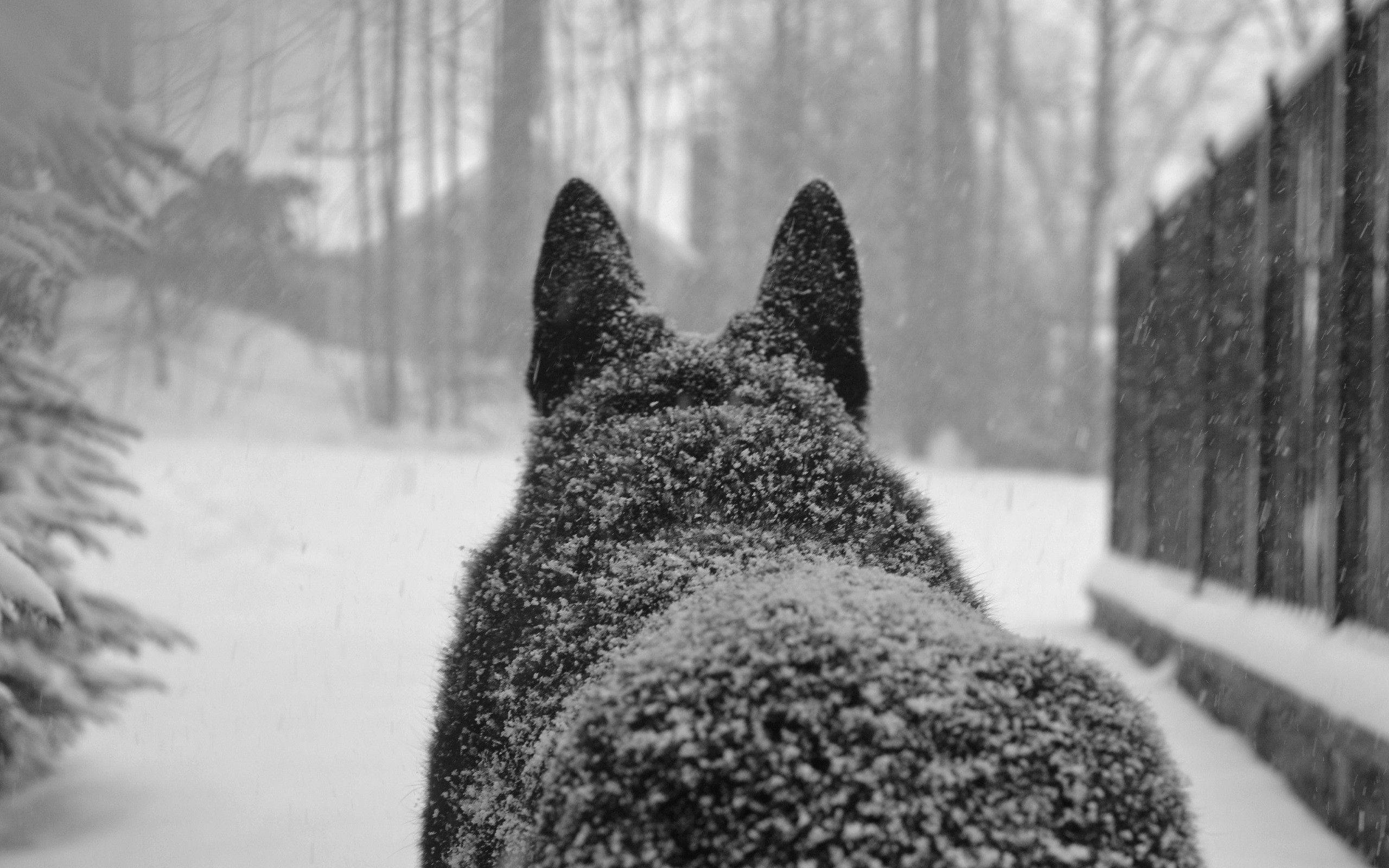 雪の中の大狼 壁紙