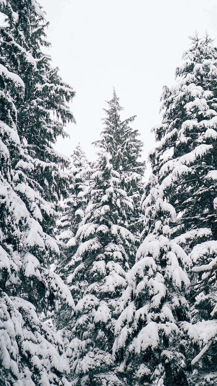 雪の中の魔法のiPhoneクリスマス 壁紙