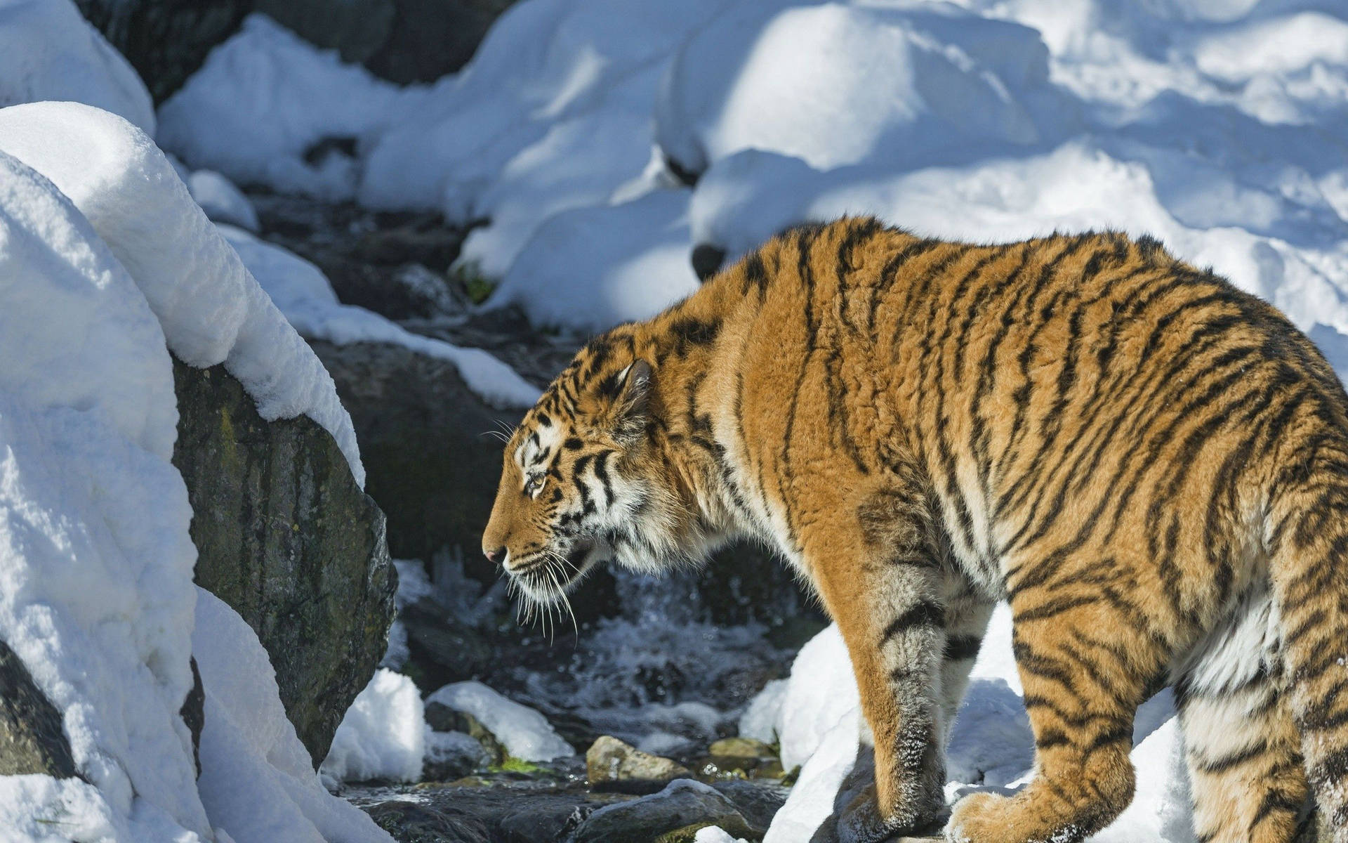 小川のそばの雪の岩の上のシベリアトラの壁紙