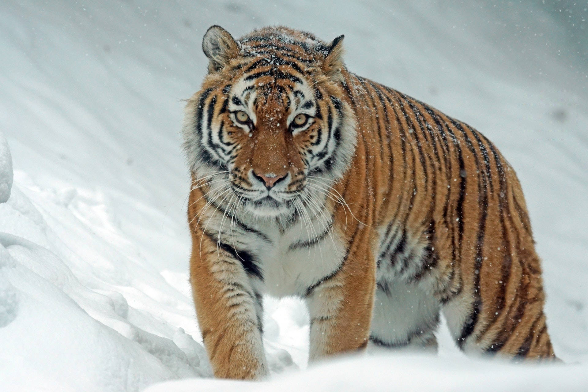 雪の中を歩く猛虎 壁紙