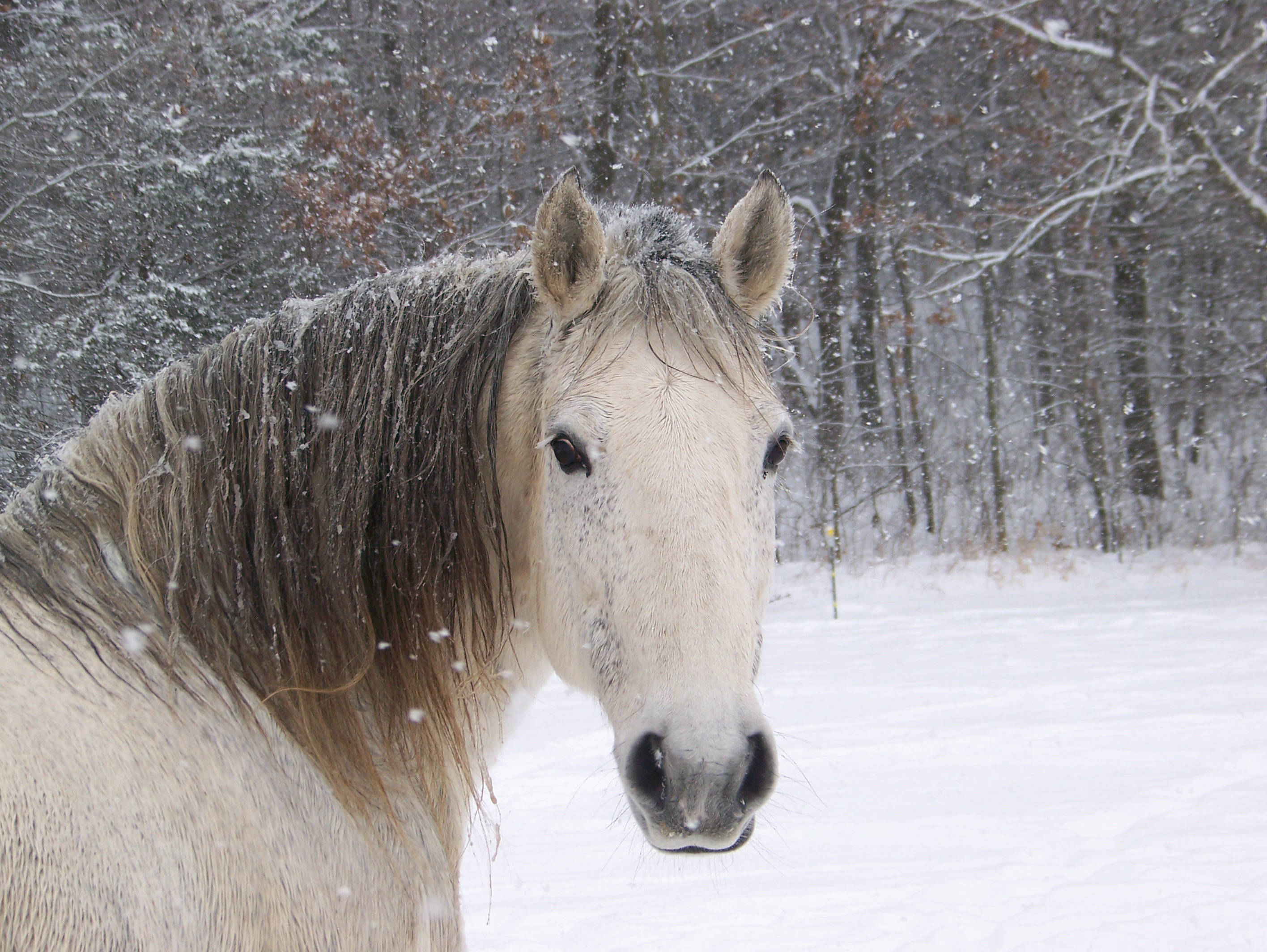 雪の森でかわいい馬 壁紙