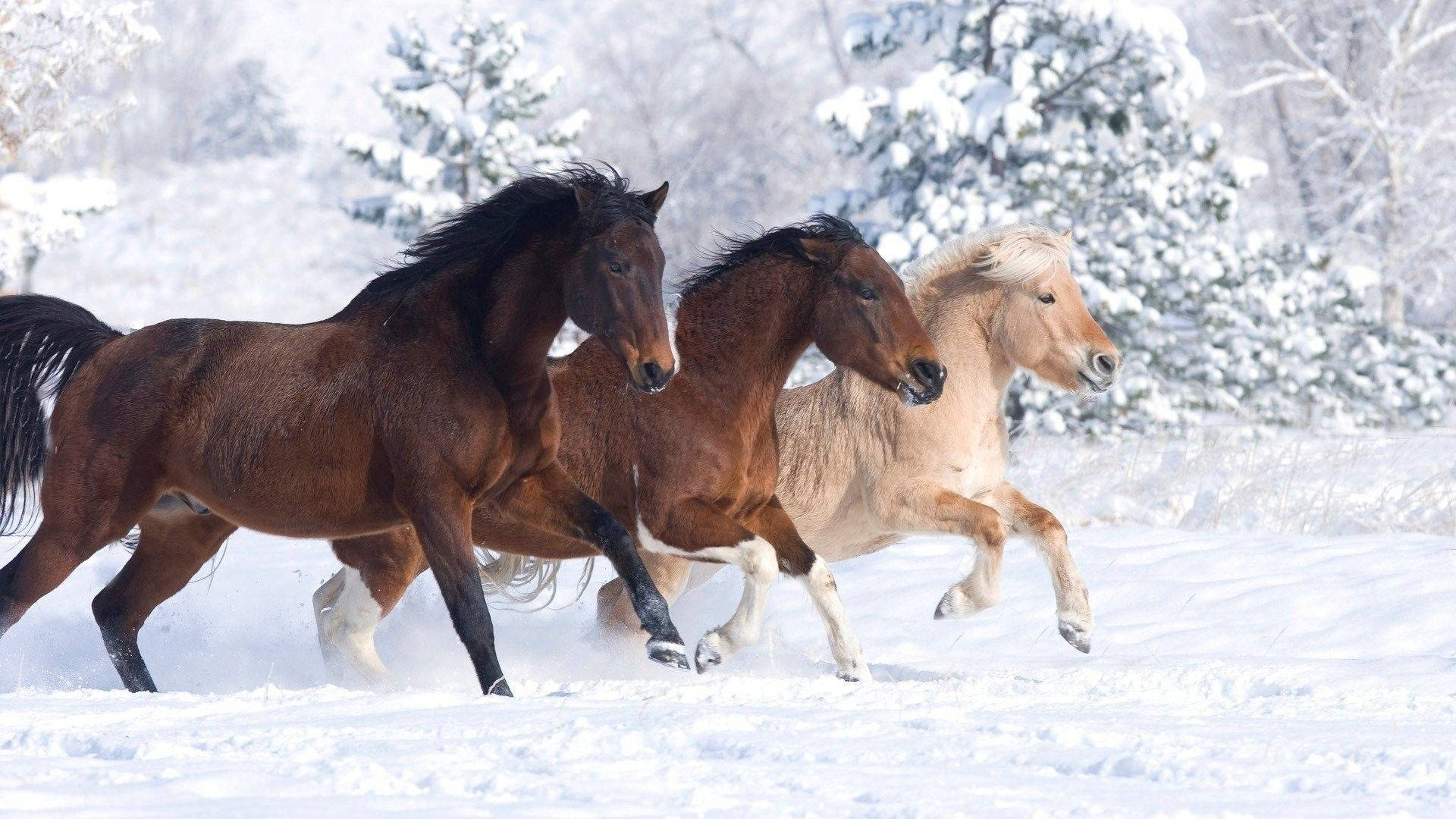 雪の森のかわいい馬たち 壁紙