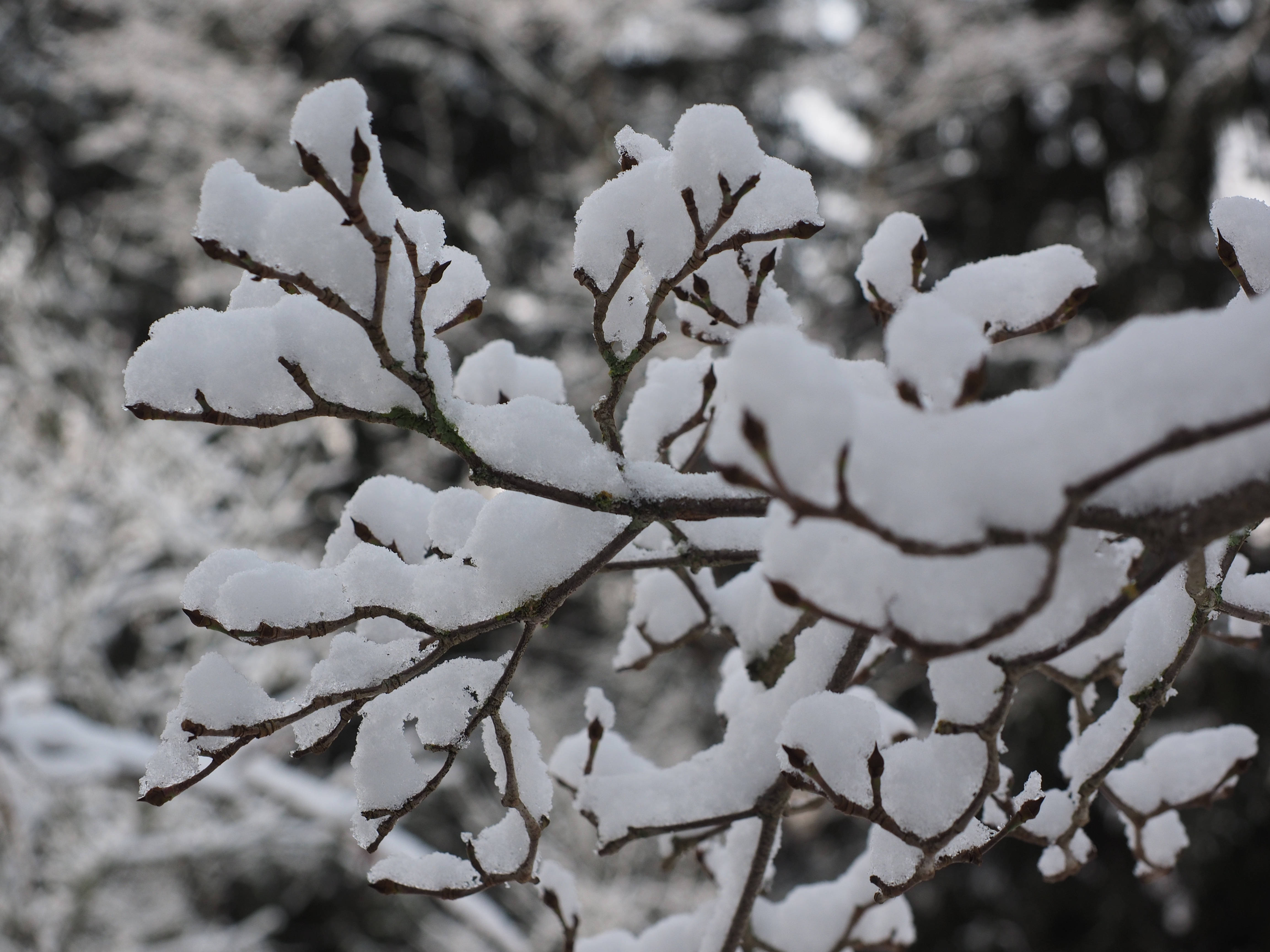雪の葉の美学 壁紙