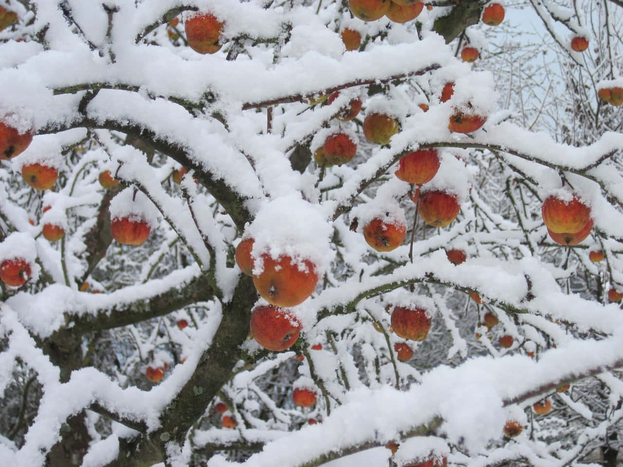 雪化粧した絶景山並み 壁紙