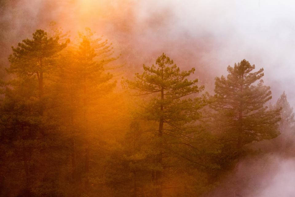 霧に包まれた森の幻想的な美しさ 壁紙