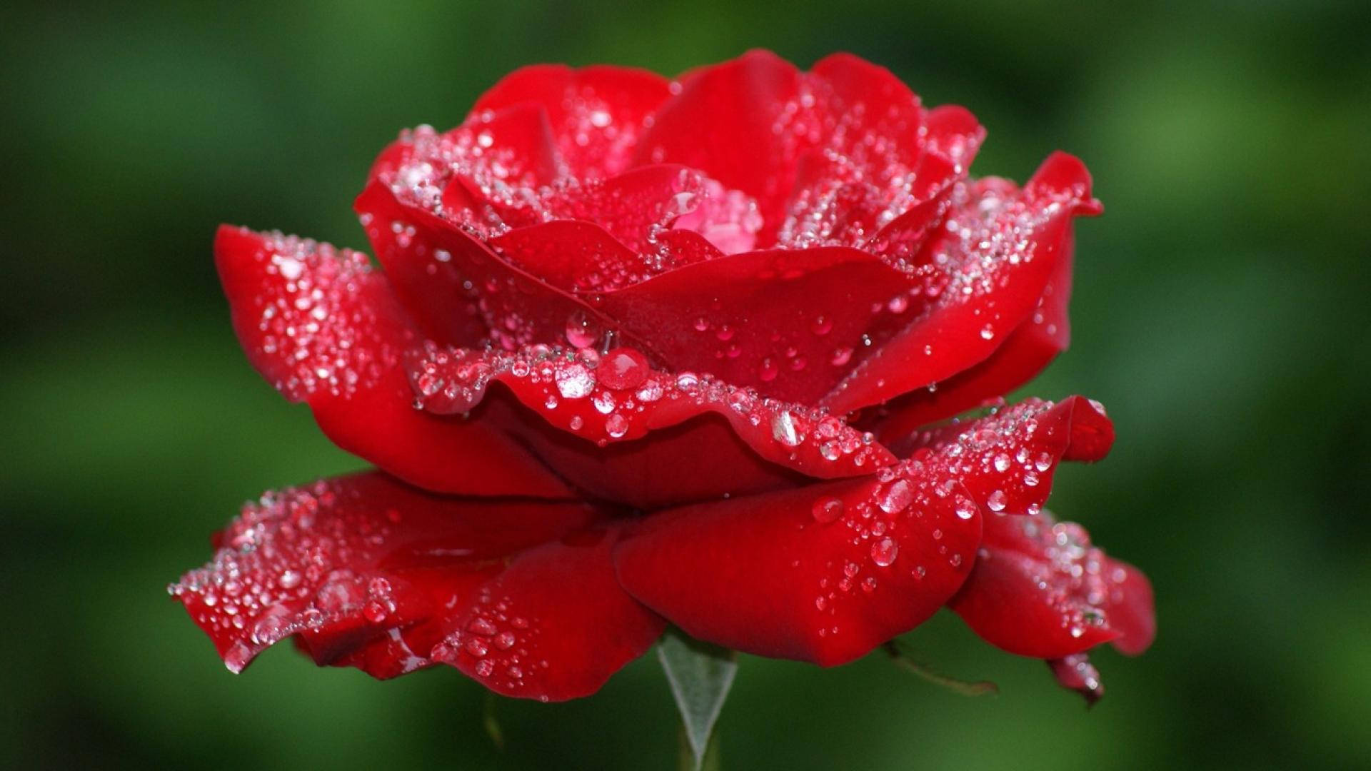 霧に包まれた美しいバラの花 壁紙
