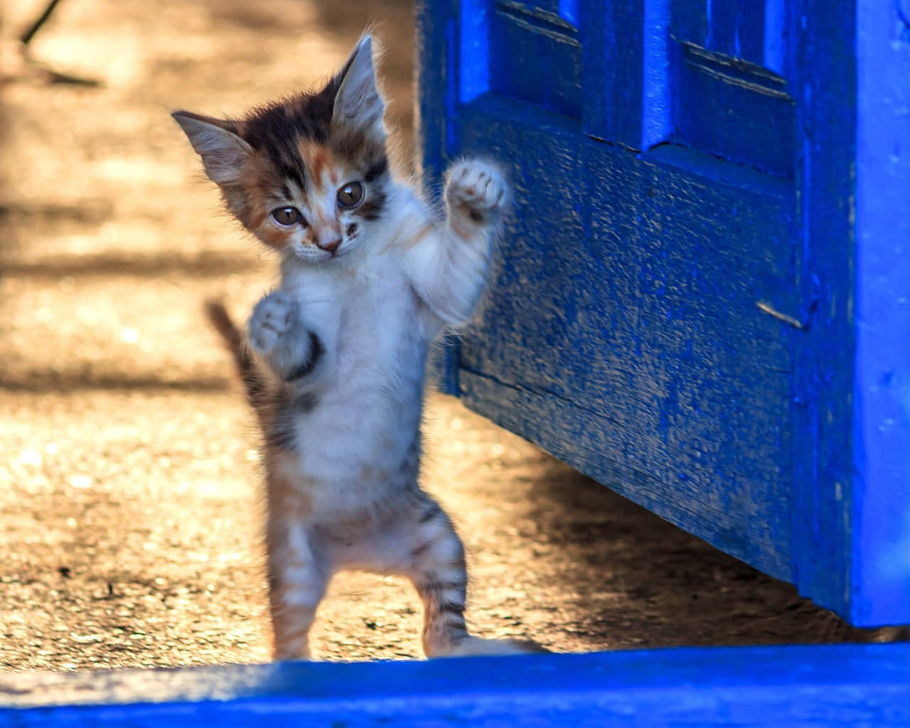 青い扉の横で踊る遊び心あふれる子猫 壁紙