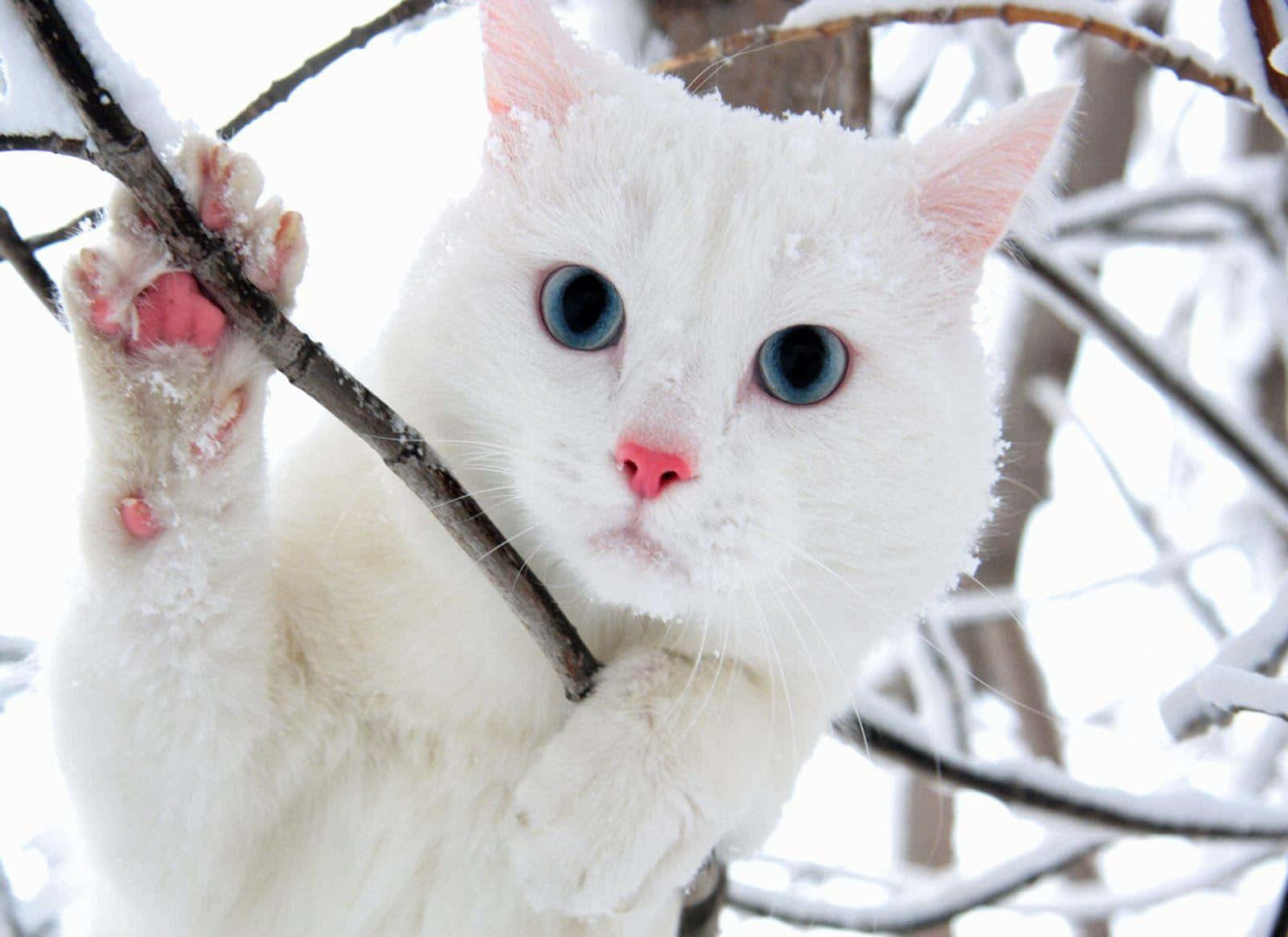 青い目の白い猫の画像 壁紙