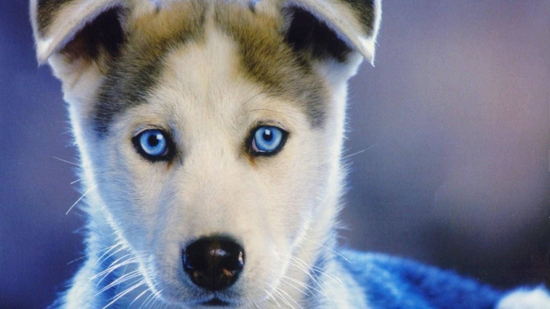 青い目をした茶色のハスキーの子犬 壁紙